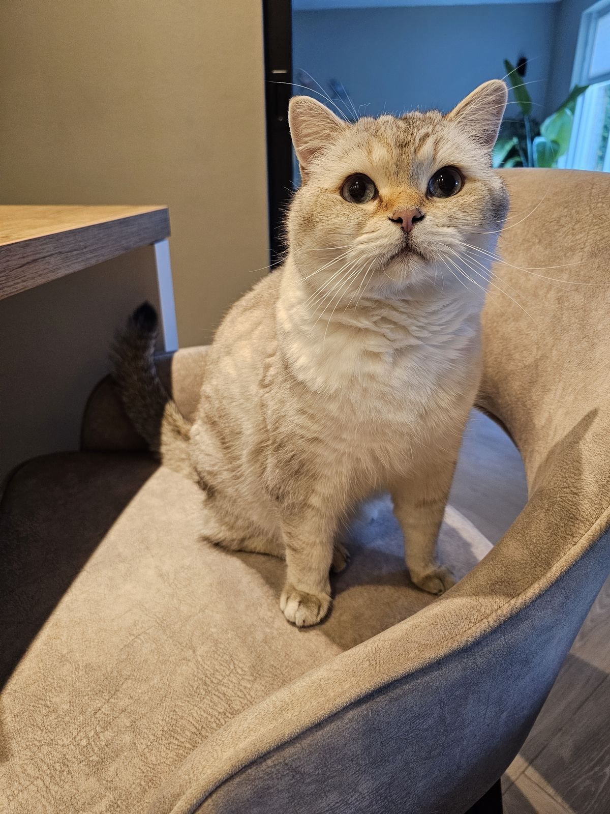 Archie
