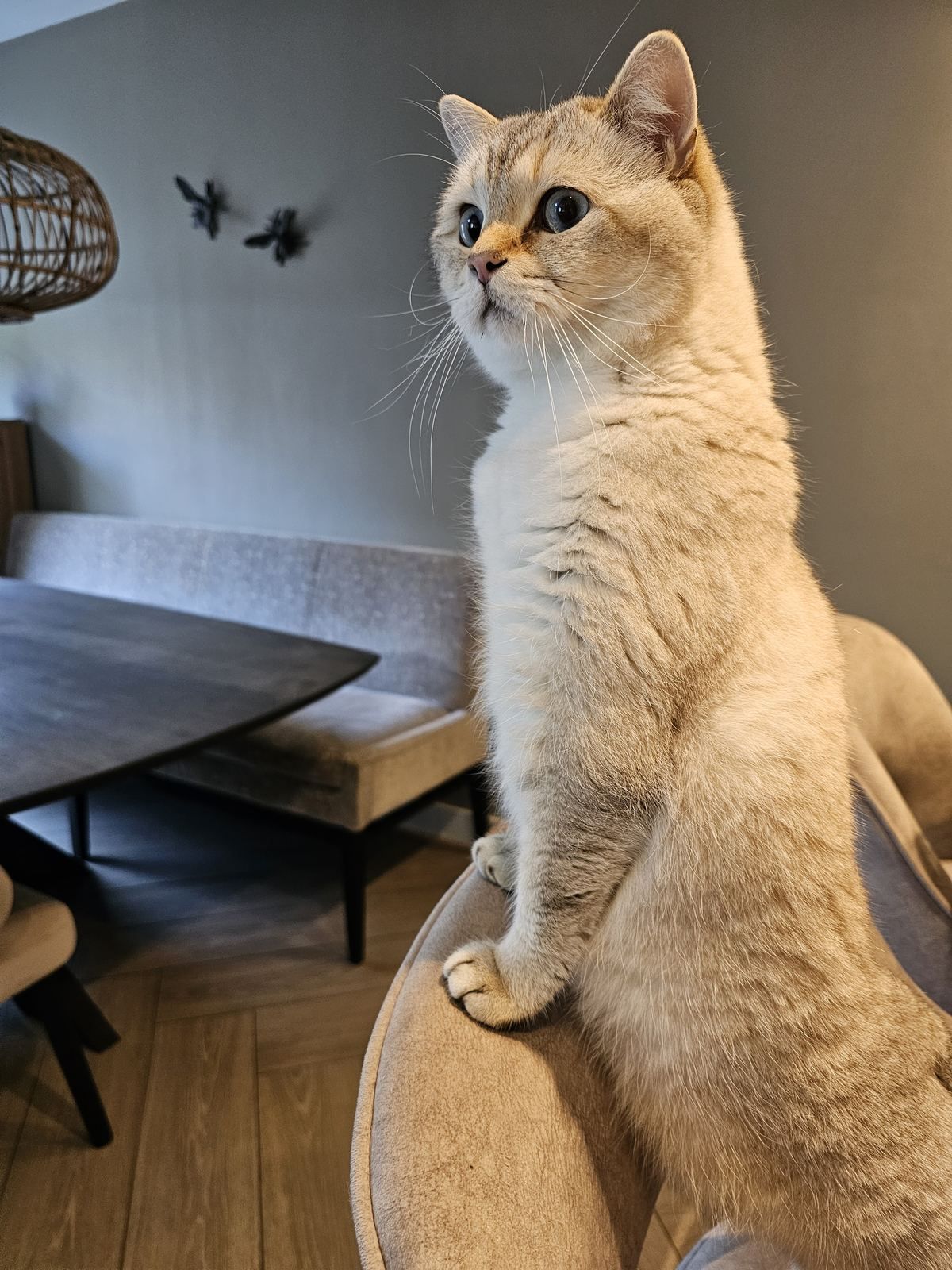 Archie