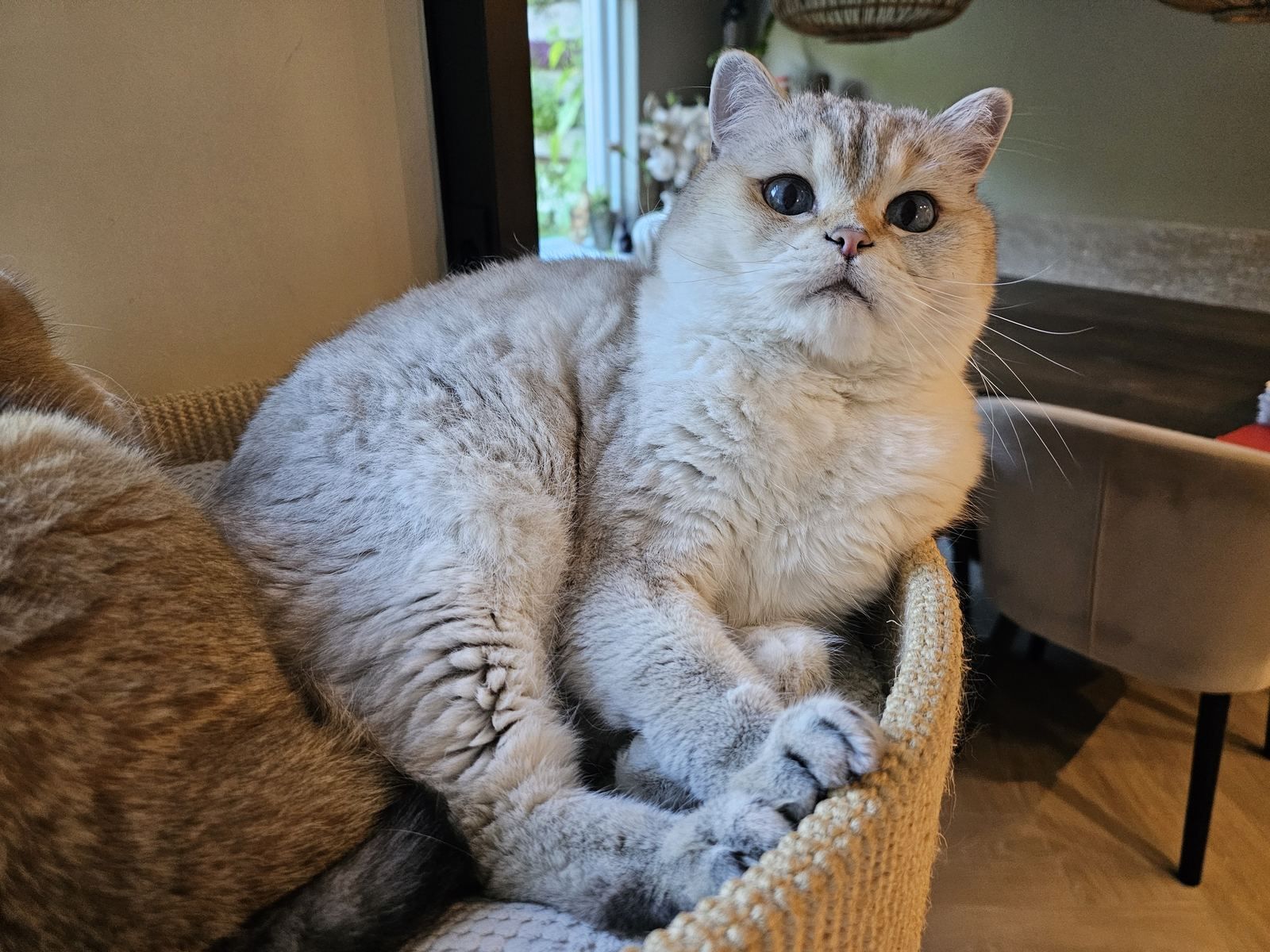 Olly