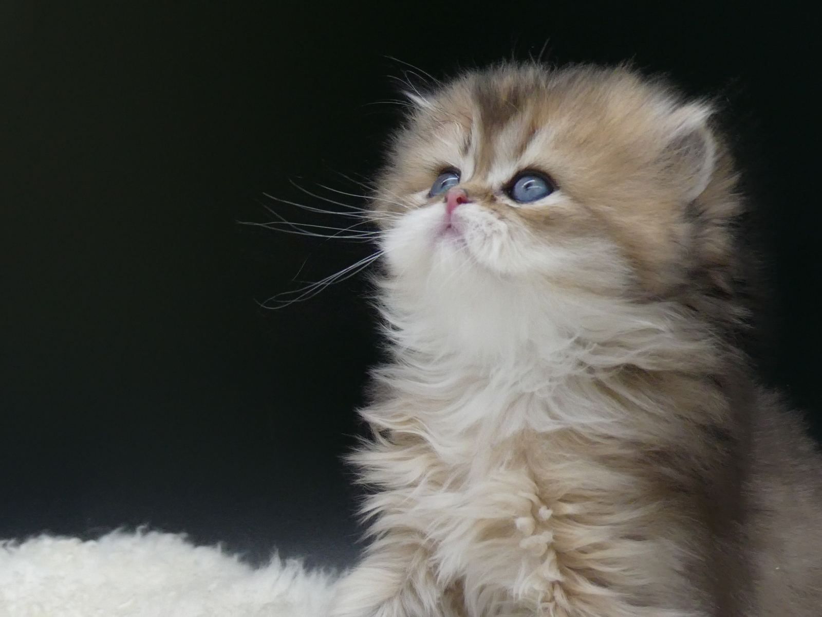 Kitten van Cattery Okaukuejo