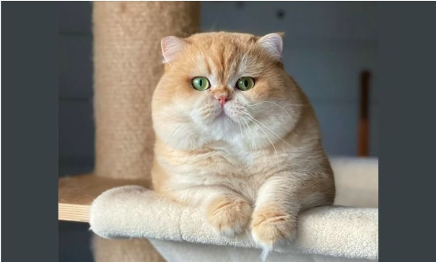 Abricot Evenstarcats