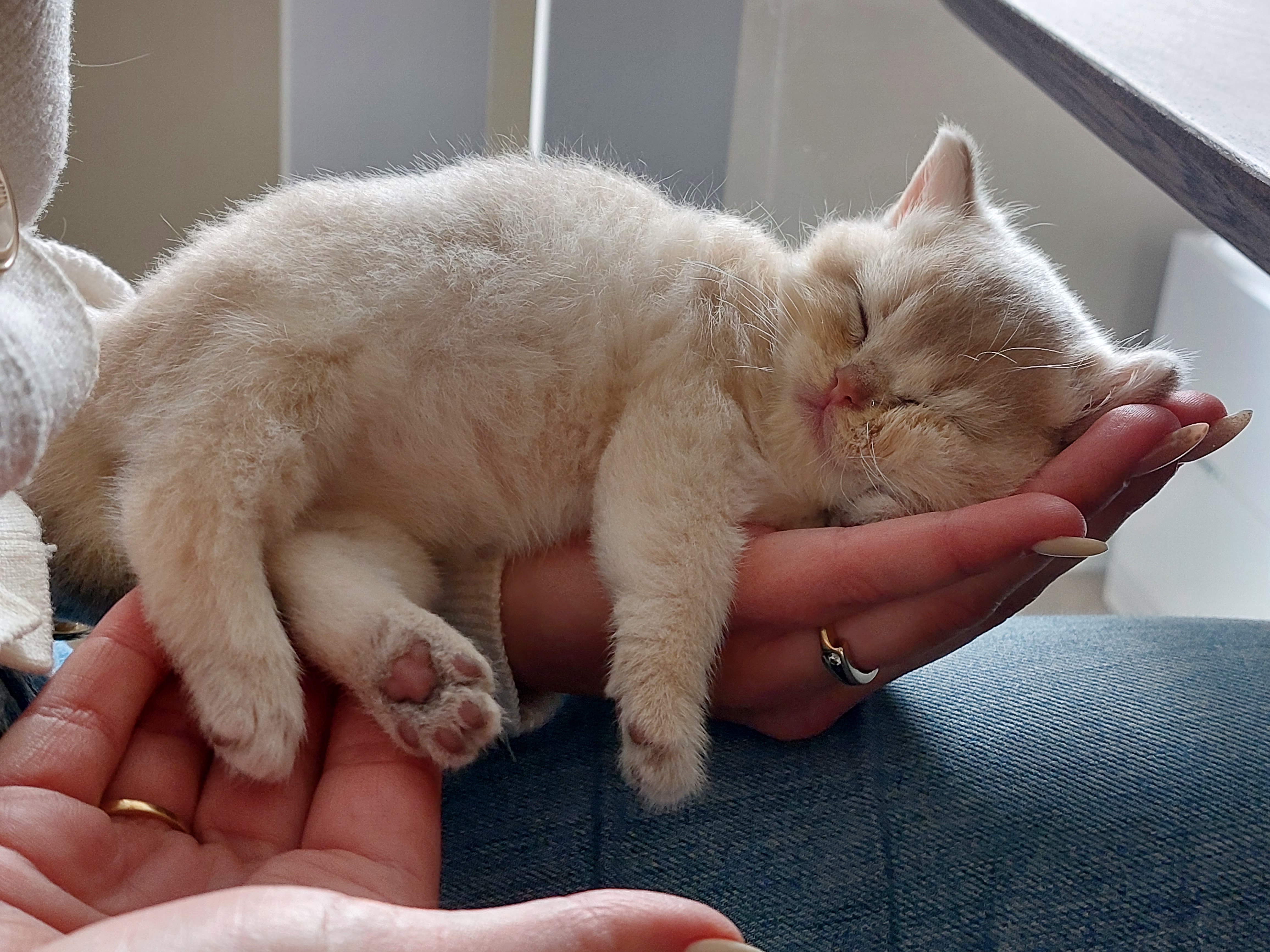 Slapend kitten