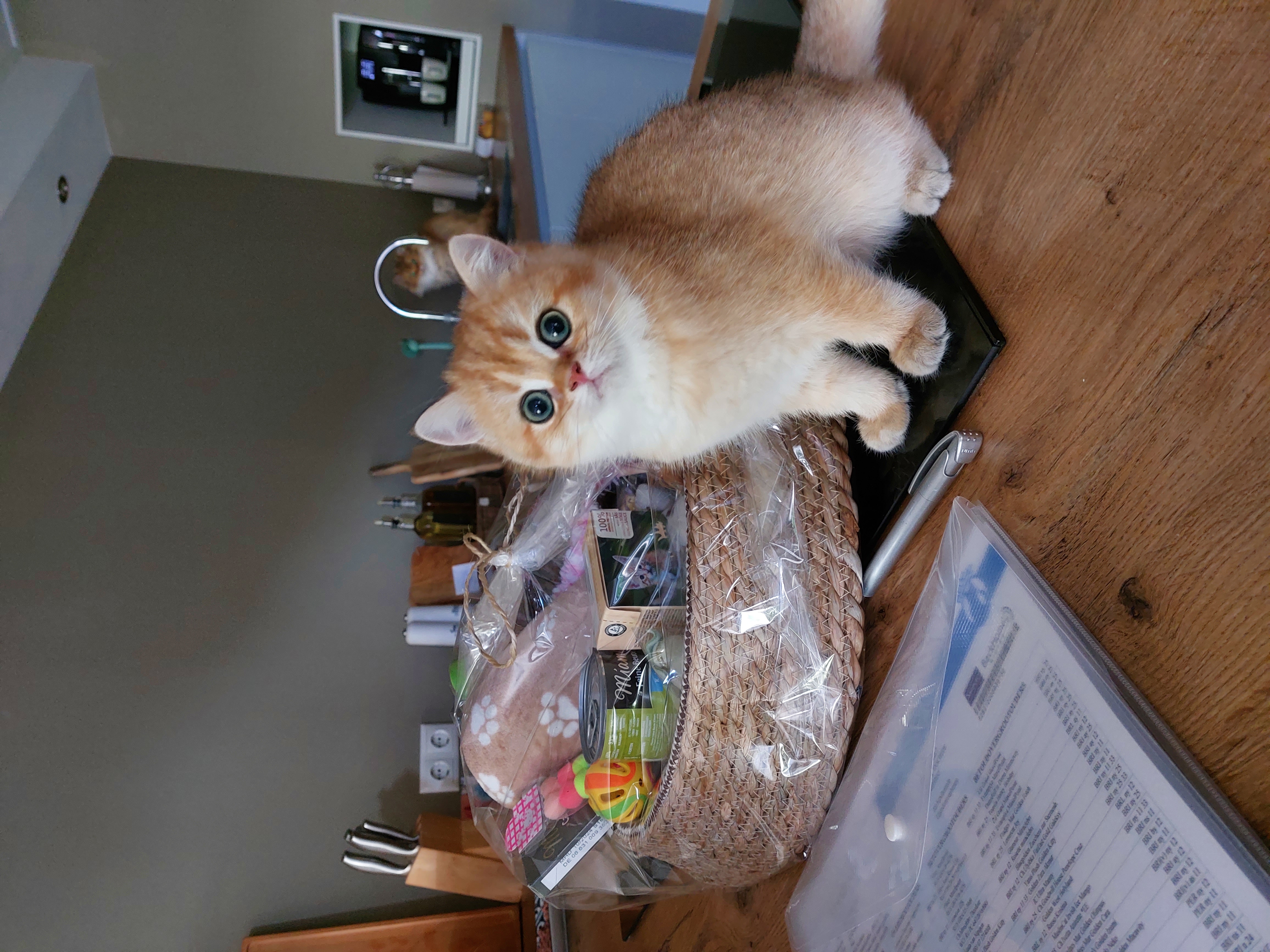 Kitten