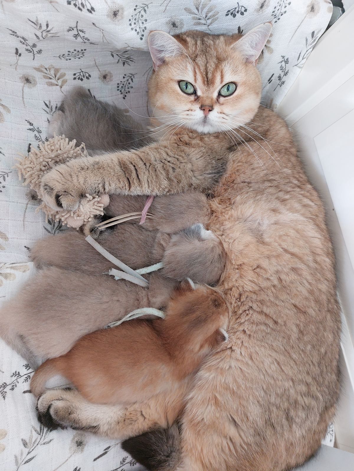 Noor met haar kittens