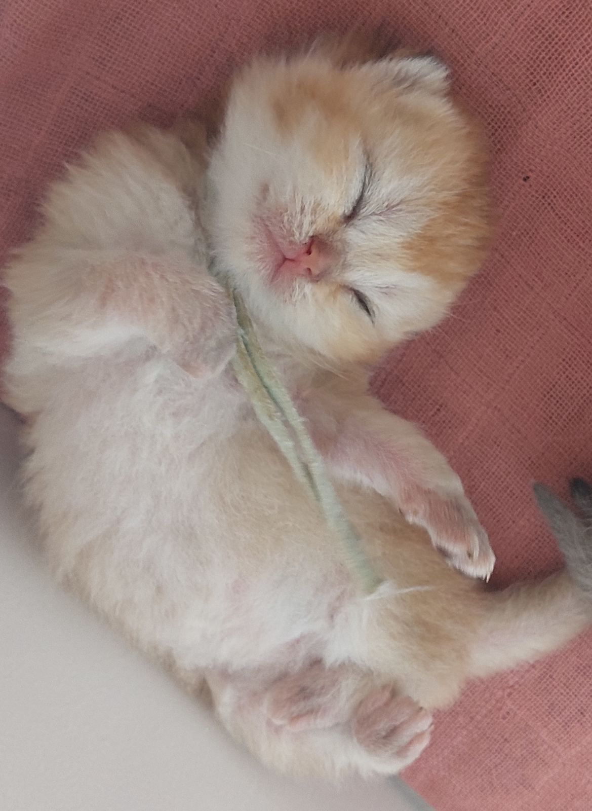 Slapend kittentje