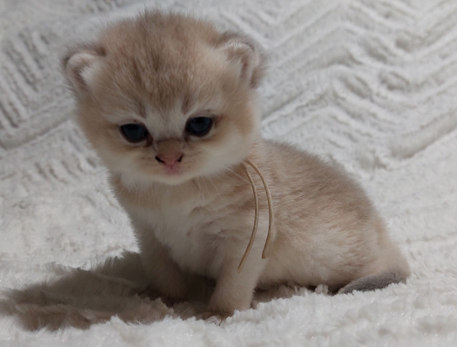 Kitten van het A-nest