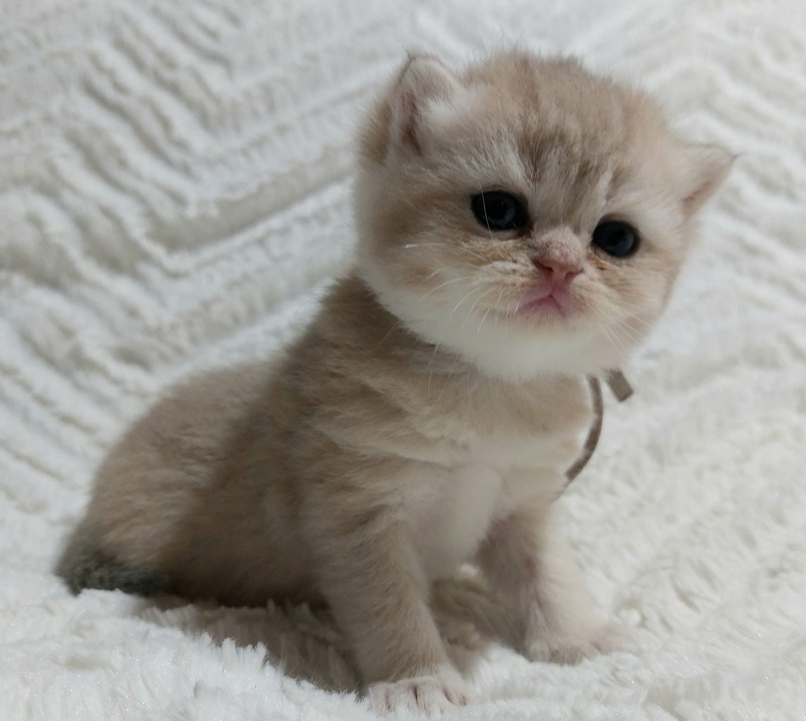 Kitten van het A-nest