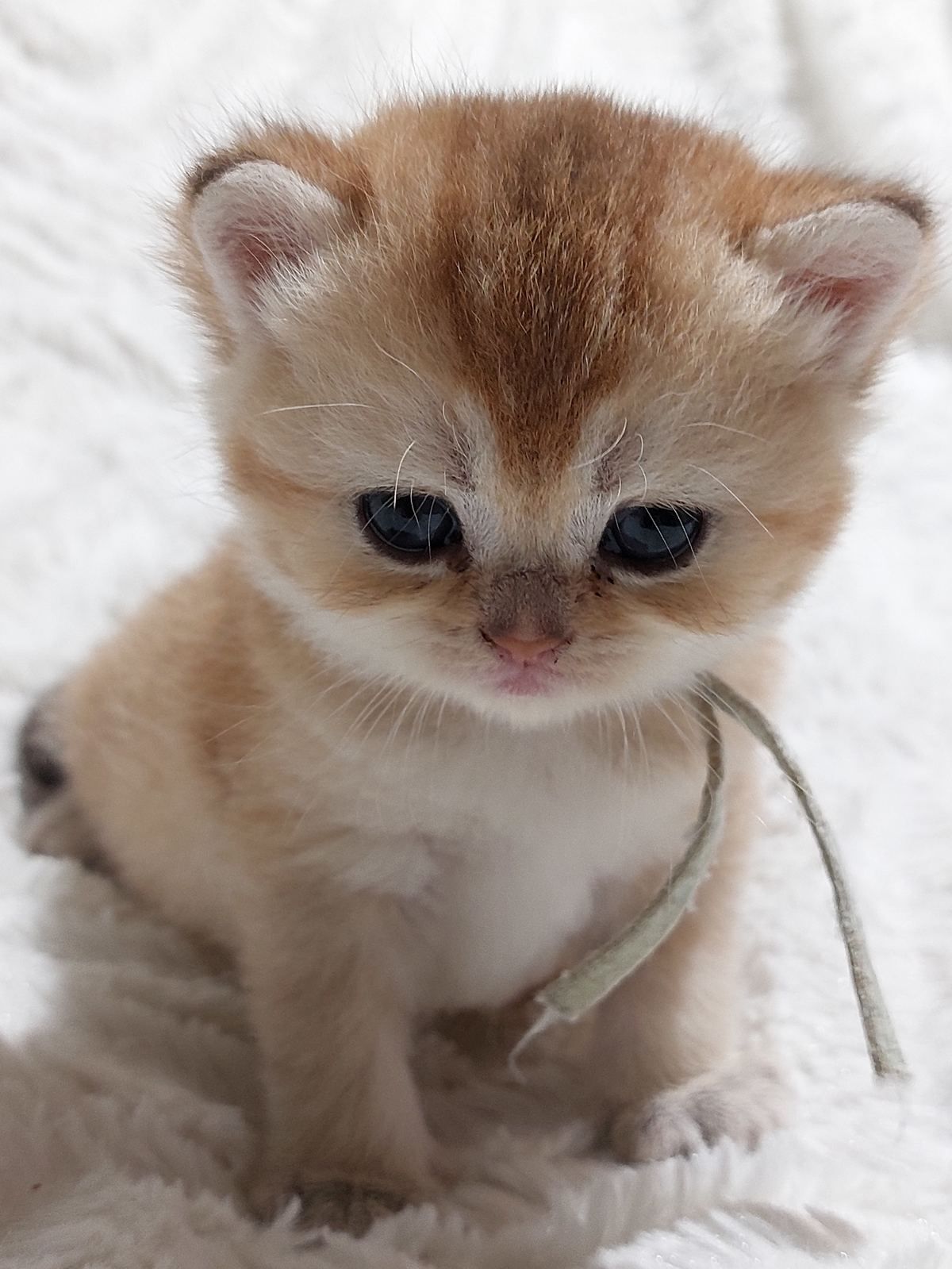 Kitten van het A-nest