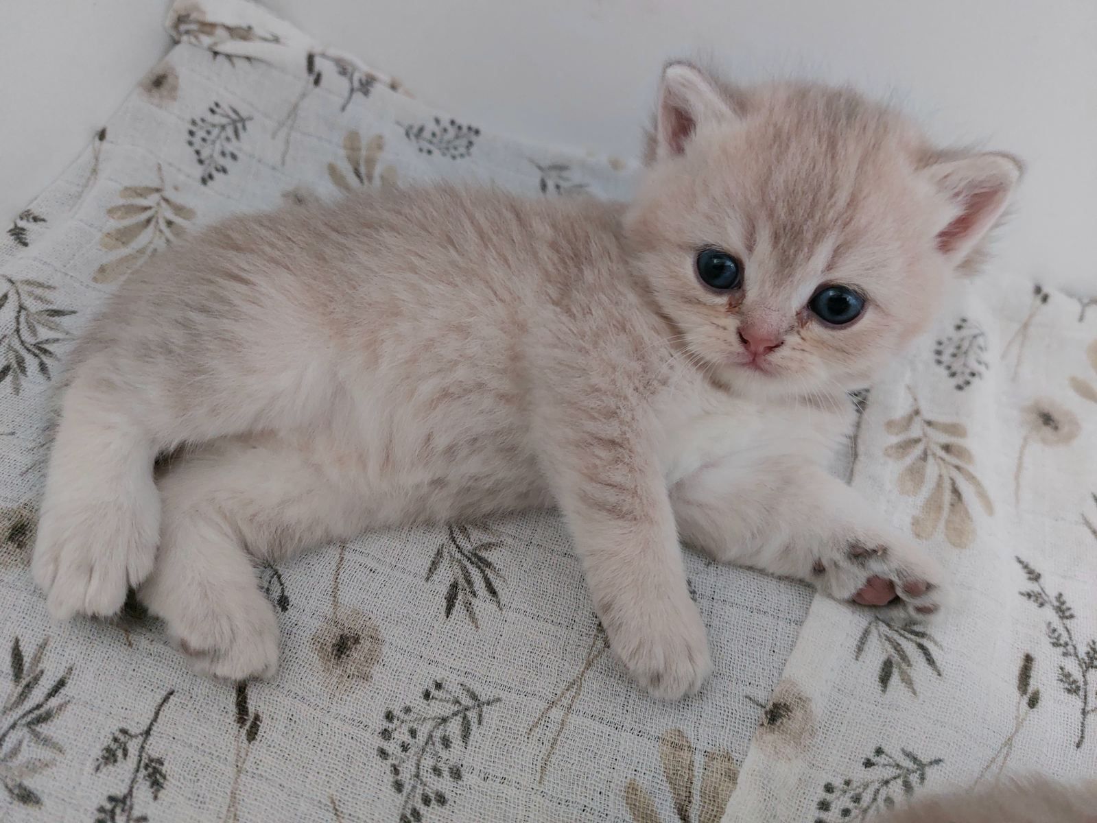 Kitten van het A-nest