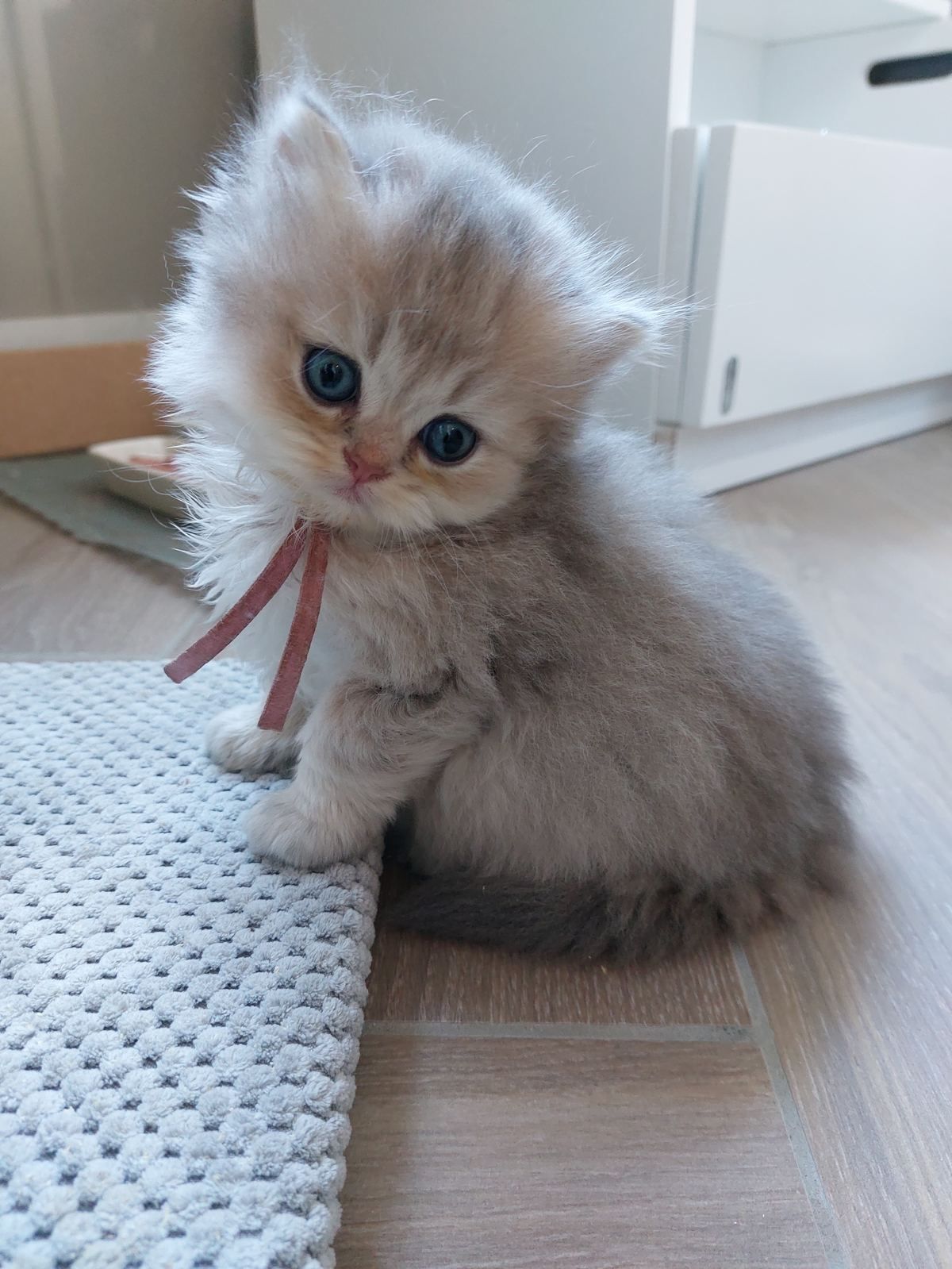 Kitten van het A-nest