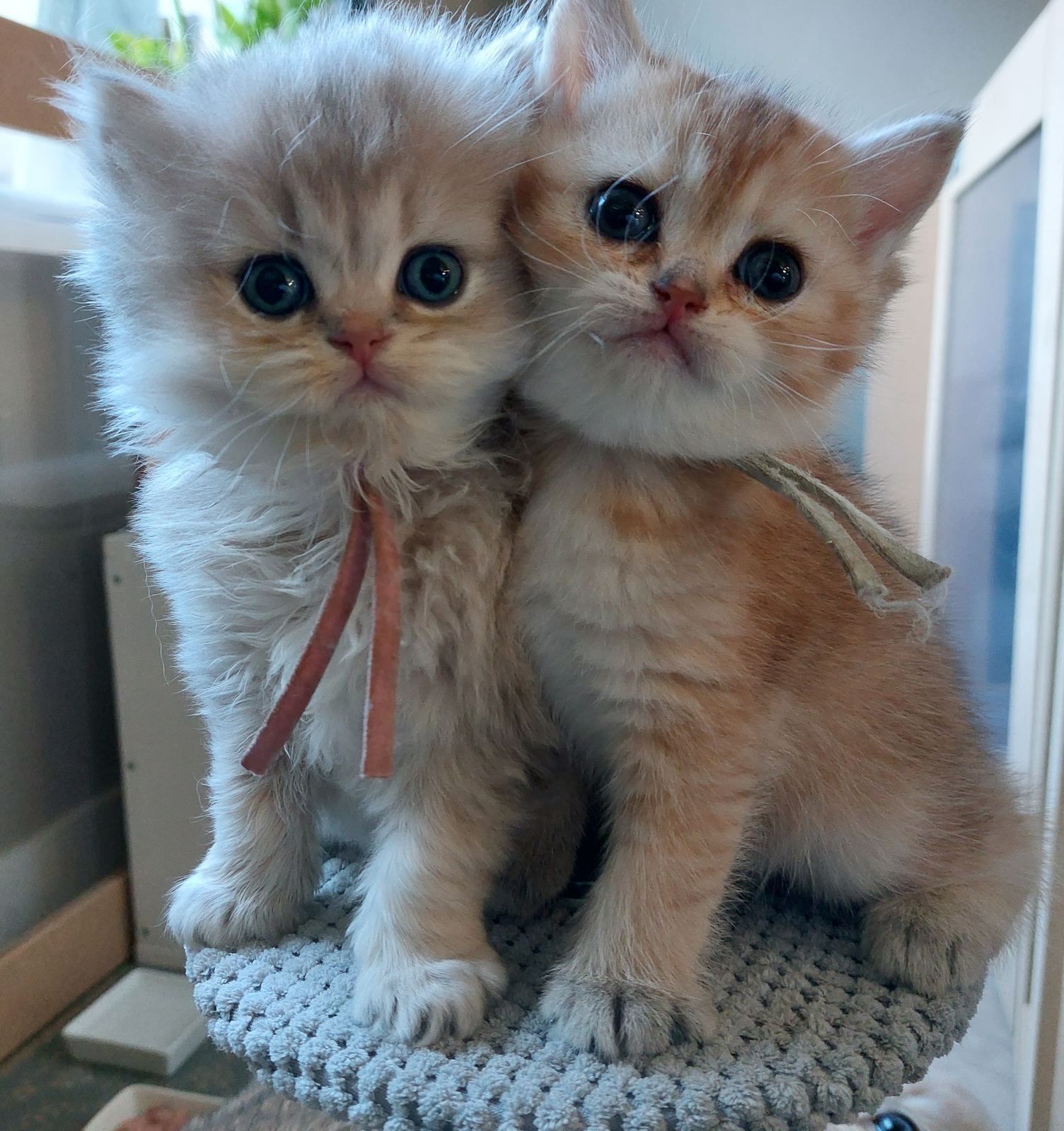 Kittens van het A-nest samen