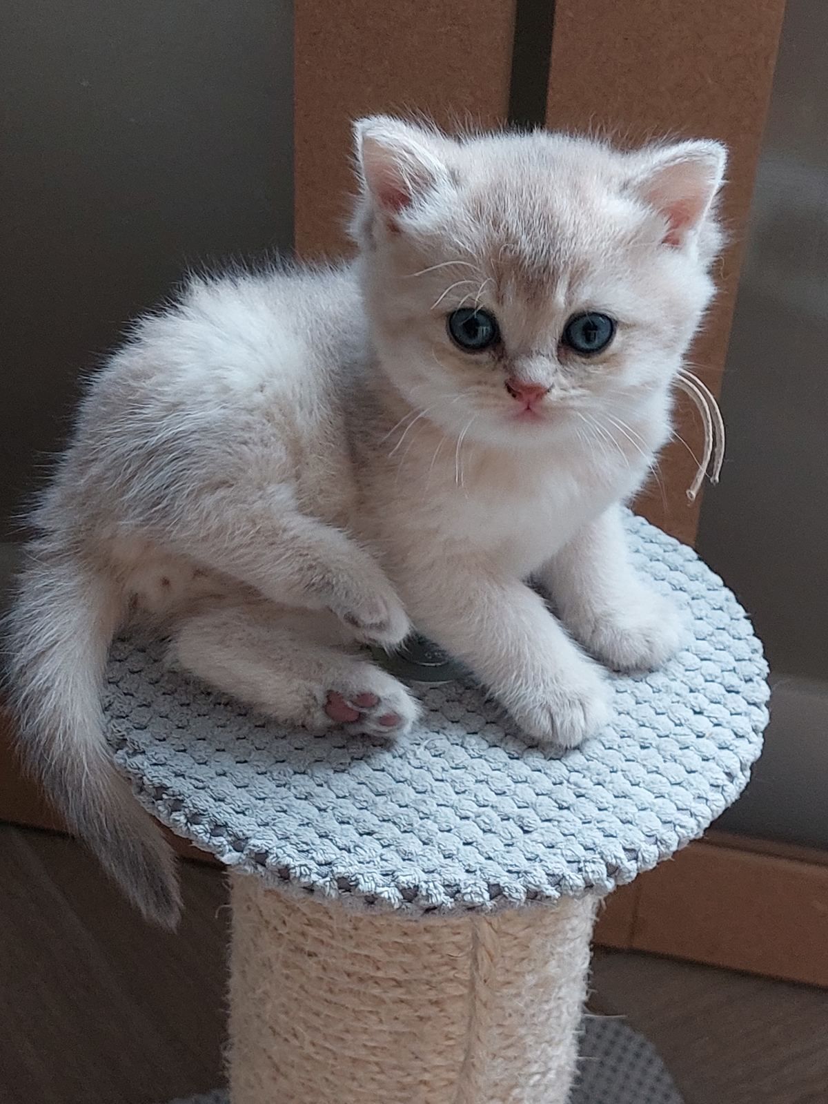 Kitten van het A-nest