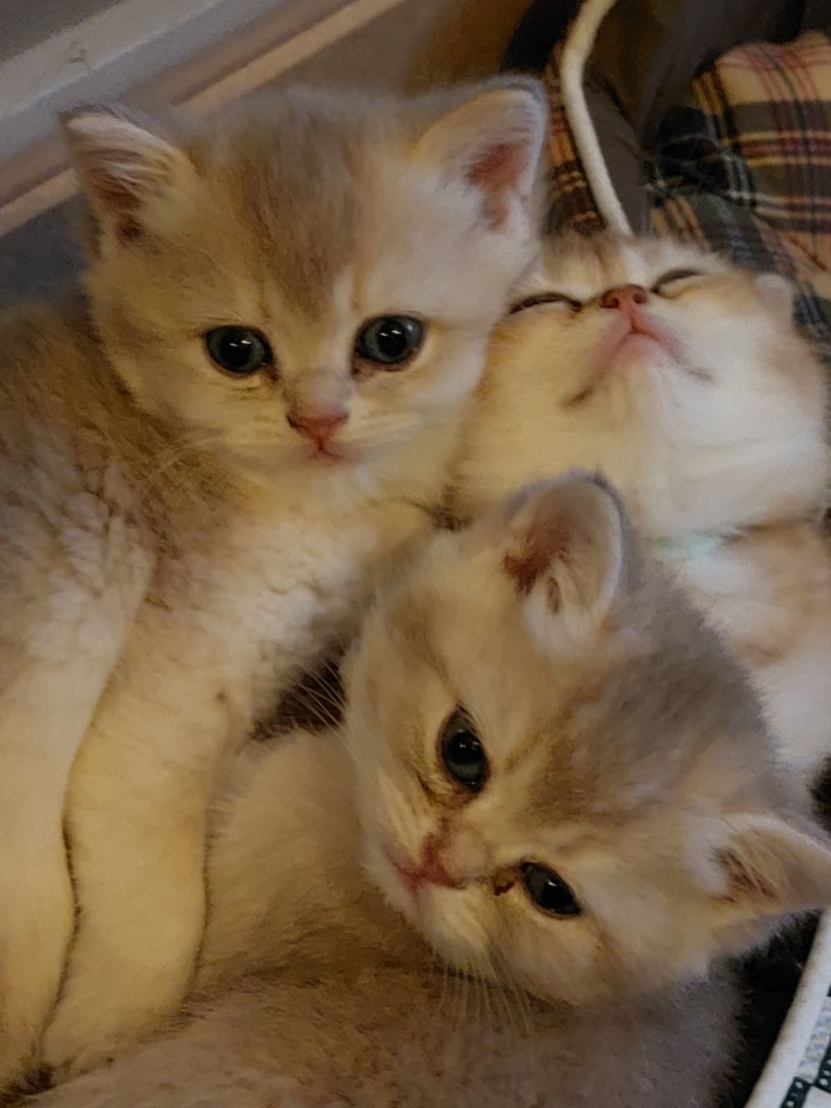 Kittens van het A-nest samen