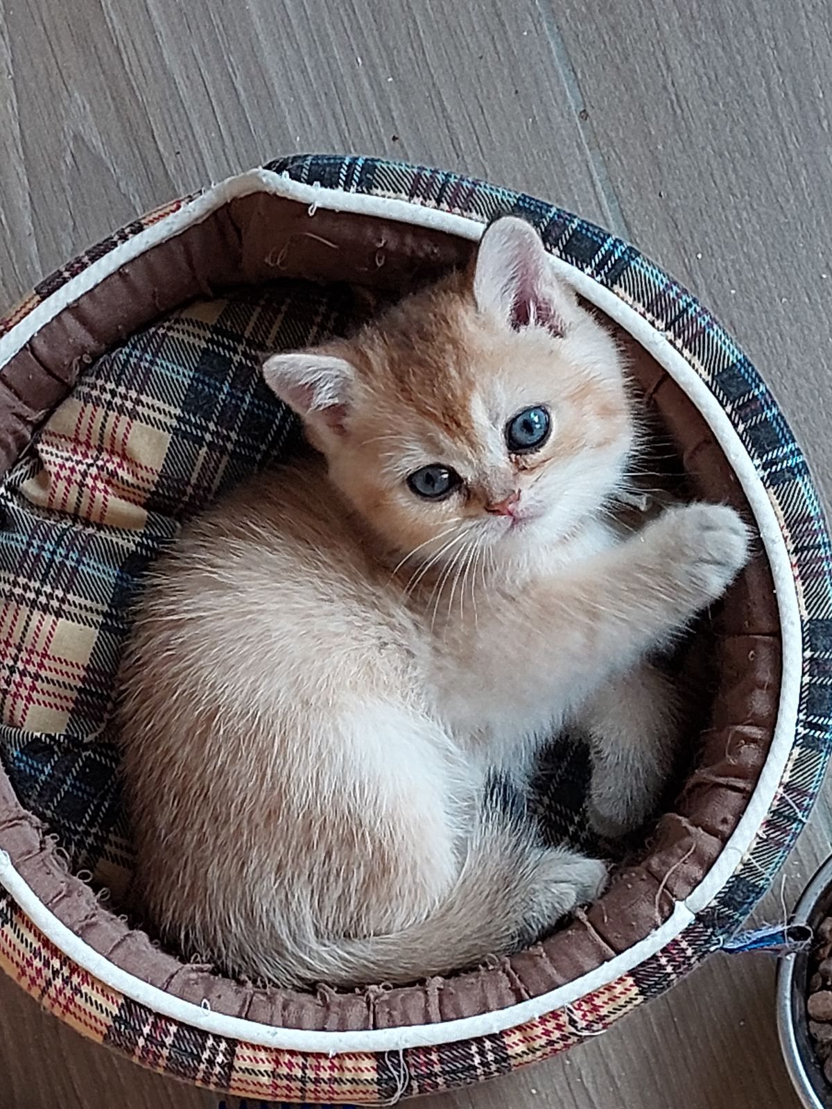 Kitten van het A-nest