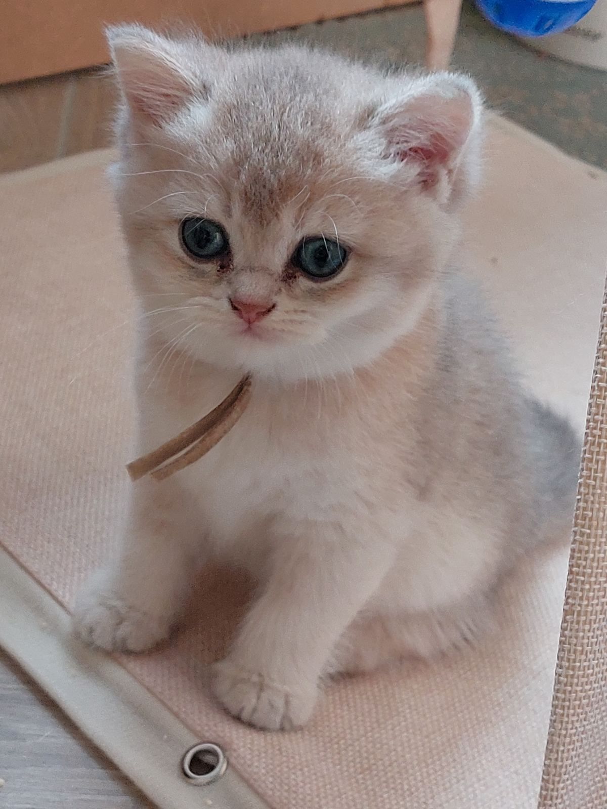 Kitten van het A-nest