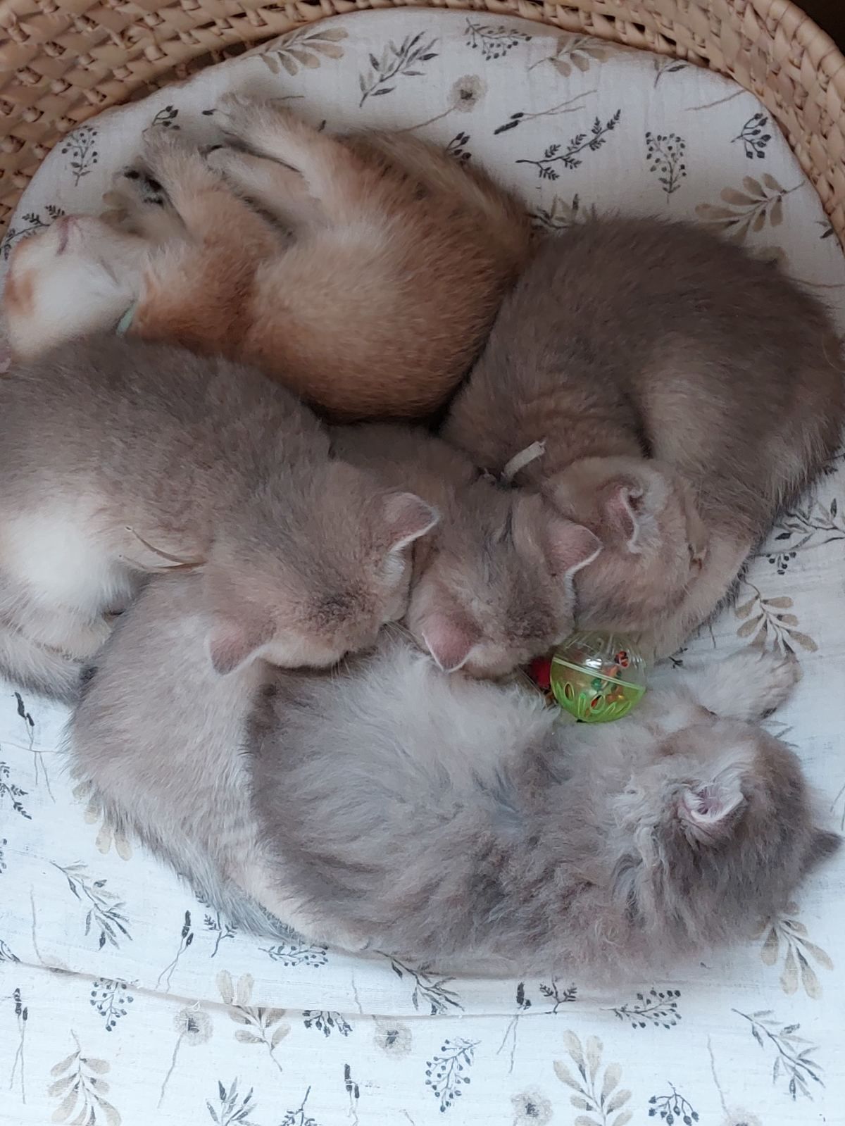 Kittens van het A-nest samen