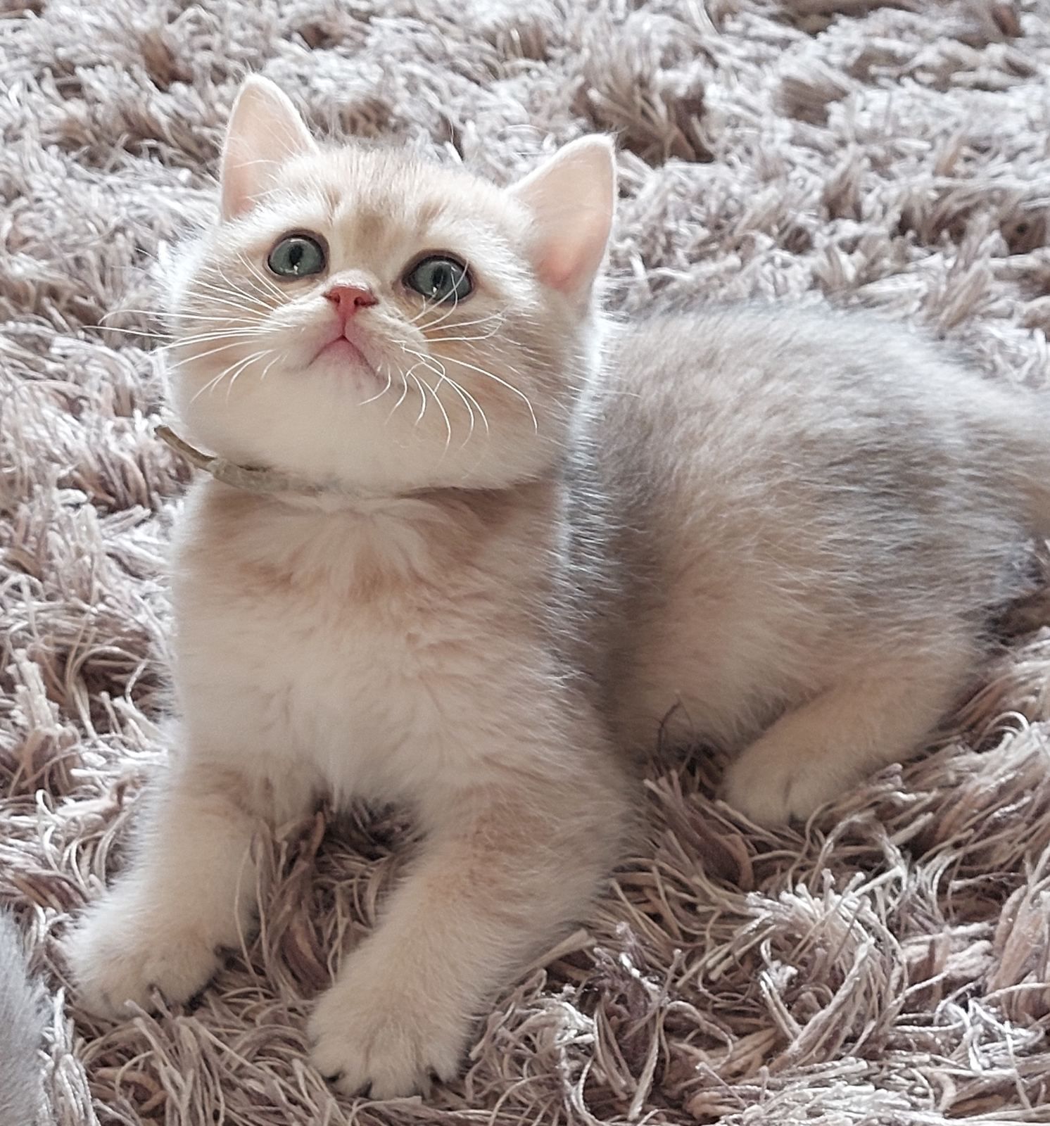 Kitten van het A-nest