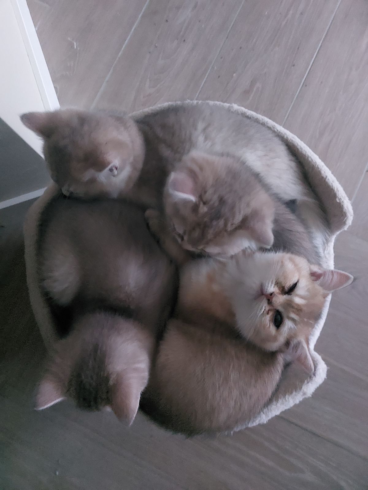 Kittens van het A-nest samen