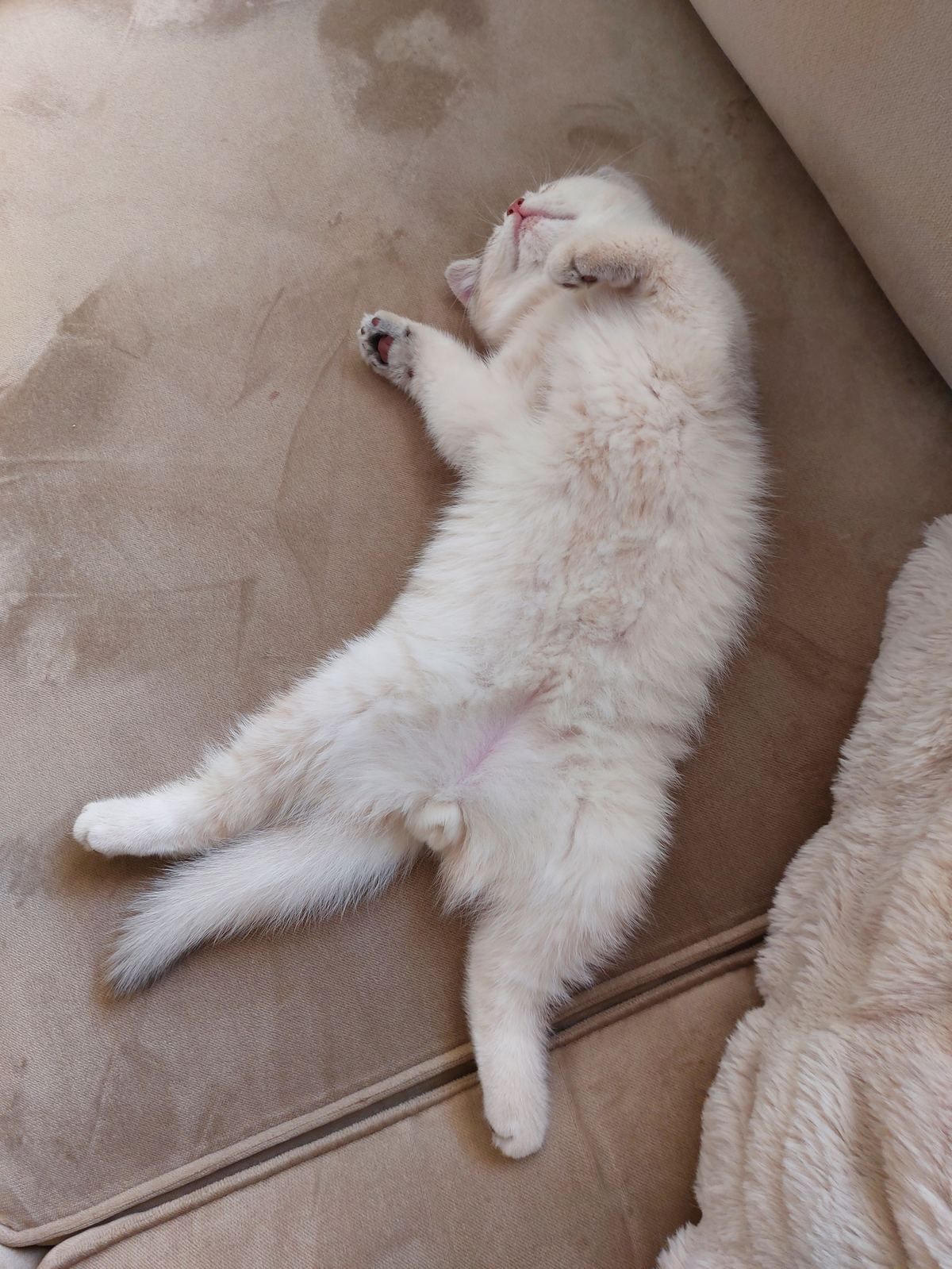 Kitten van het A-nest