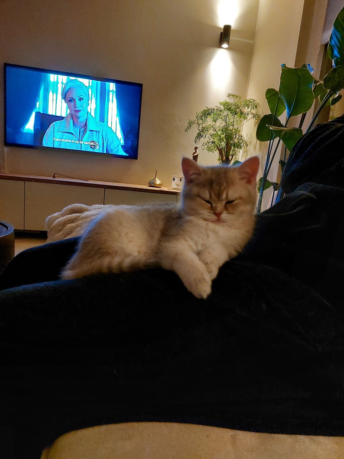 Kitten bij zijn nieuwe baasje