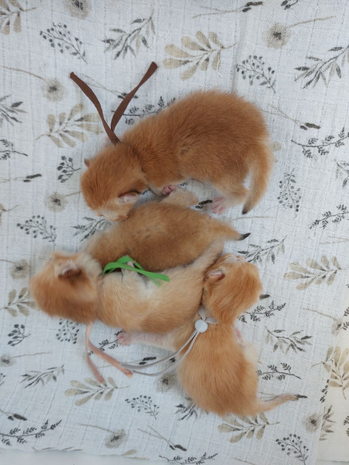 Kittens van het B-nest