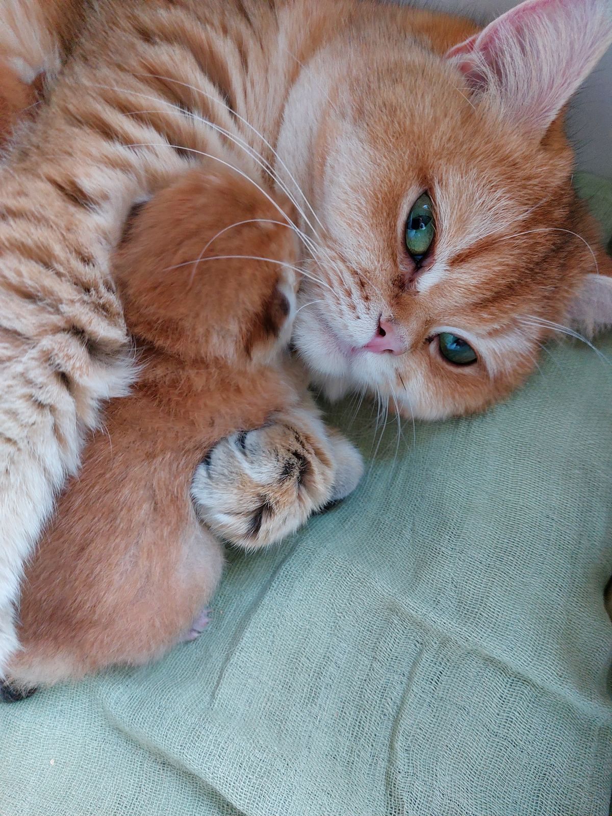 Kitten van het B-nest