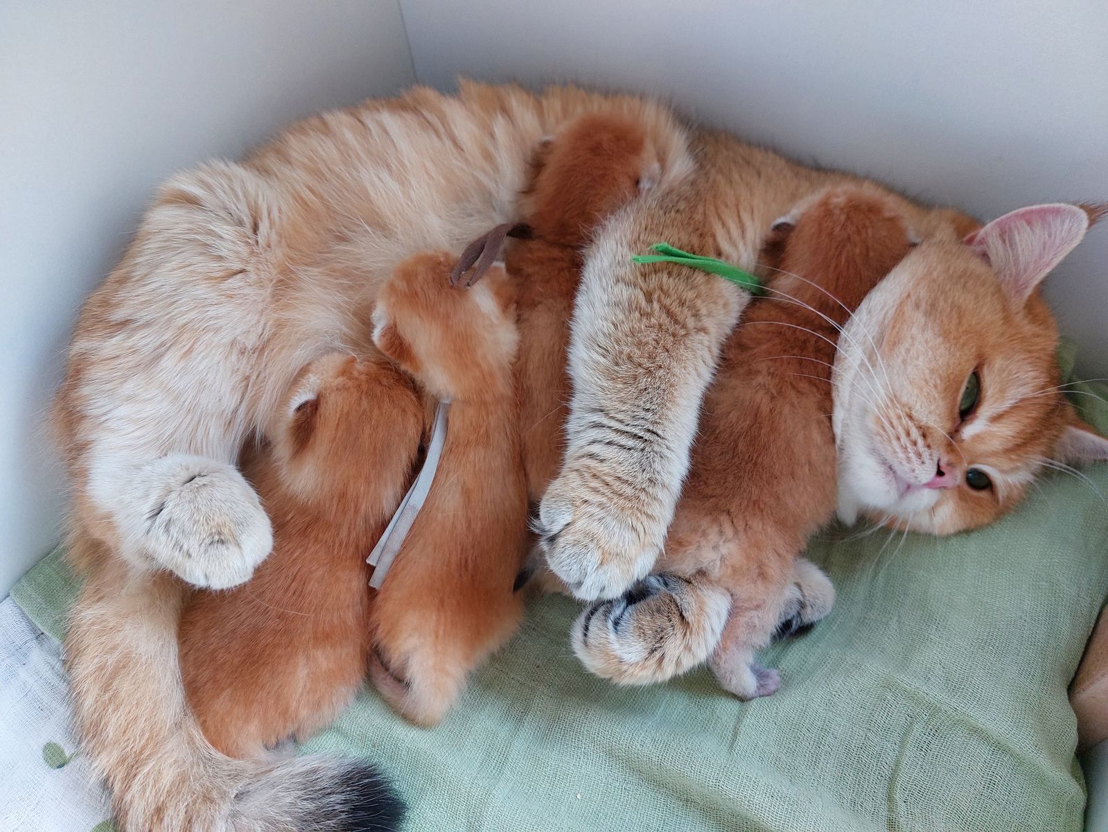 Kittens van het B-nest