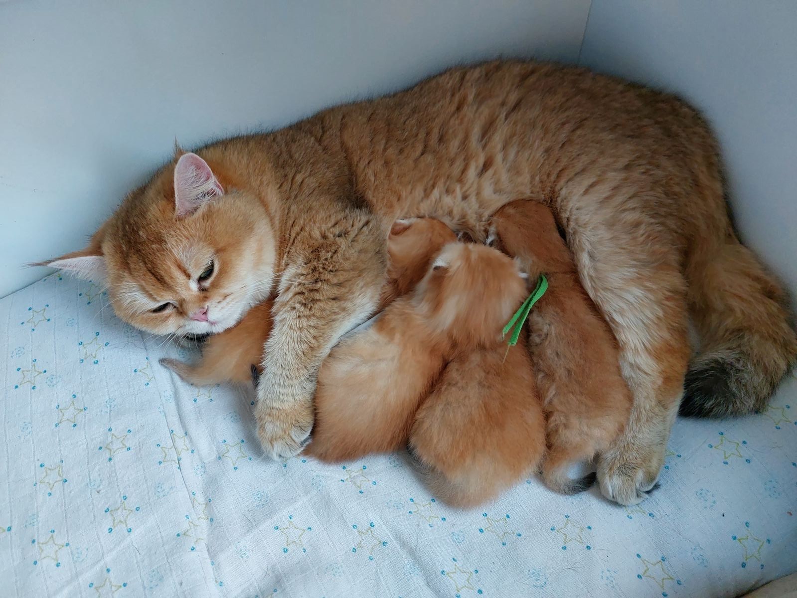 Kittens van het B-nest