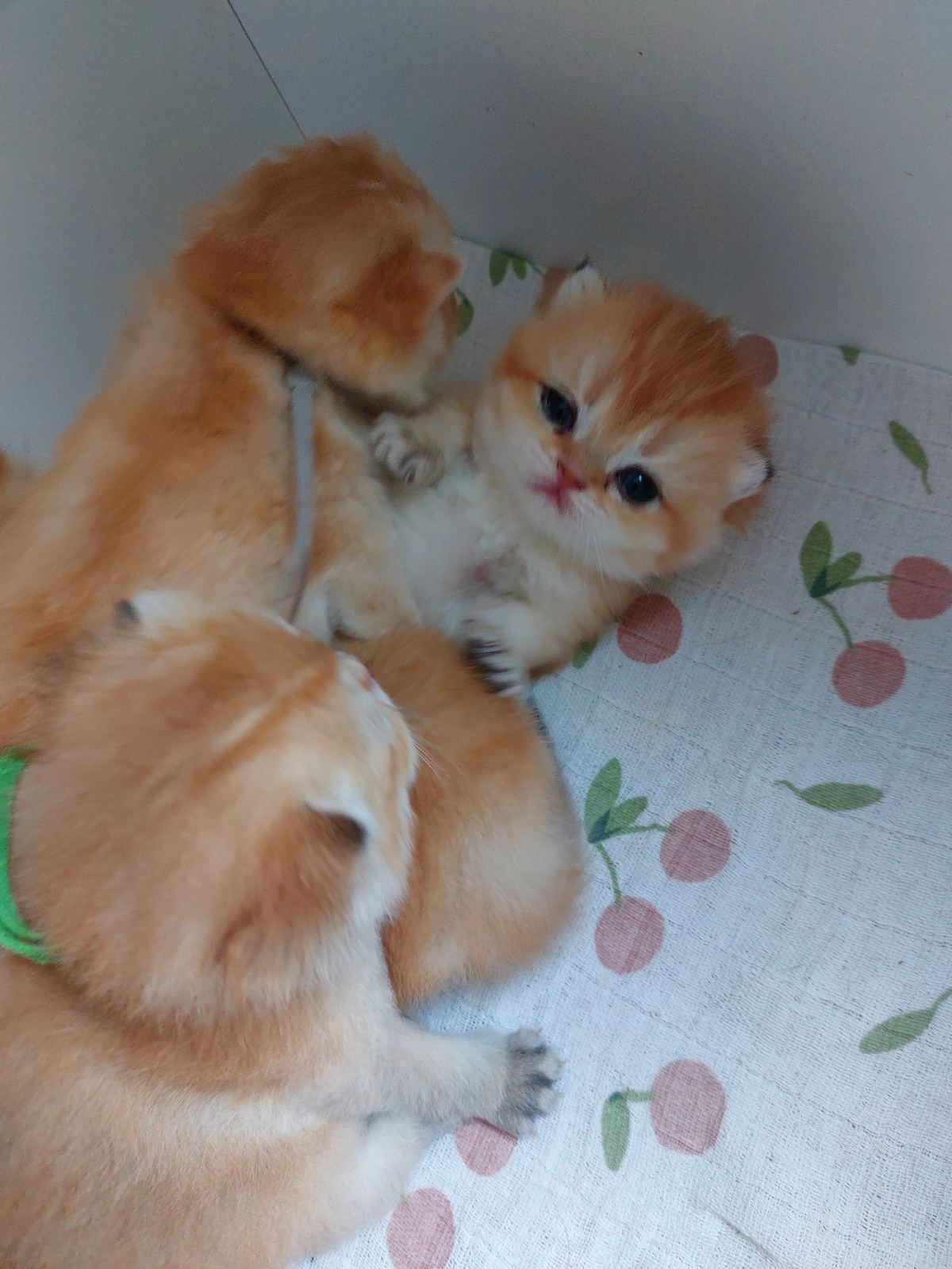 Kittens van het B-nest