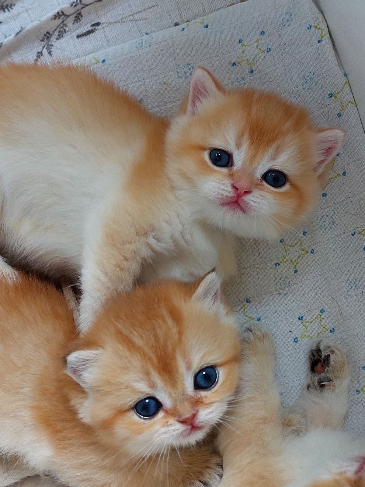 Kittens van het B-nest