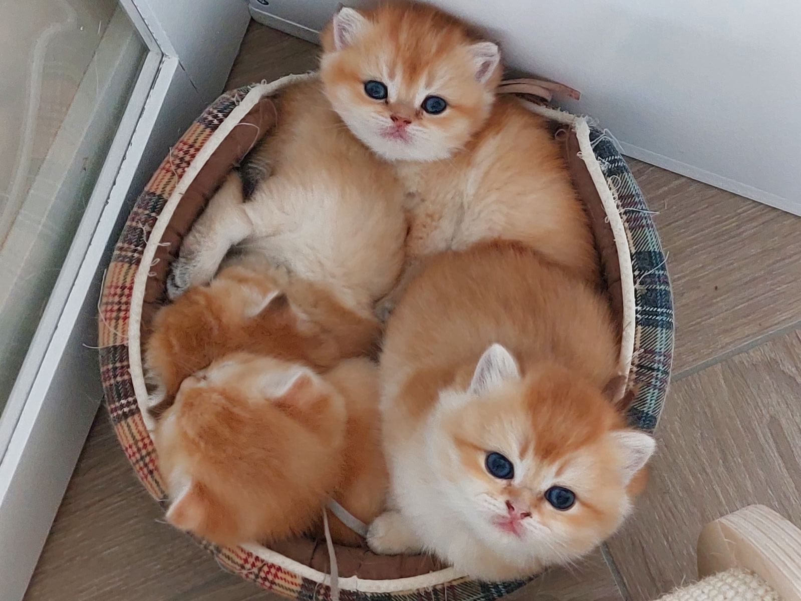Kittens van het B-nest
