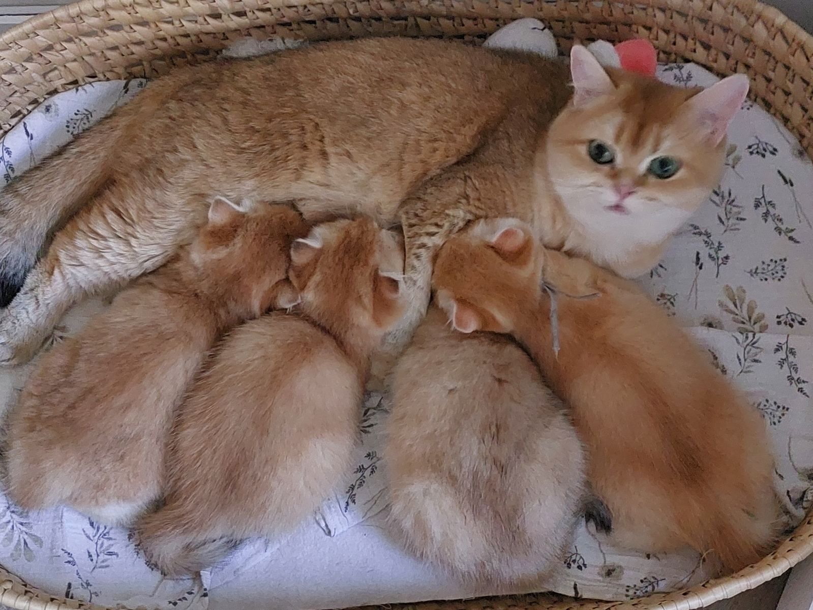 Kittens van het B-nest