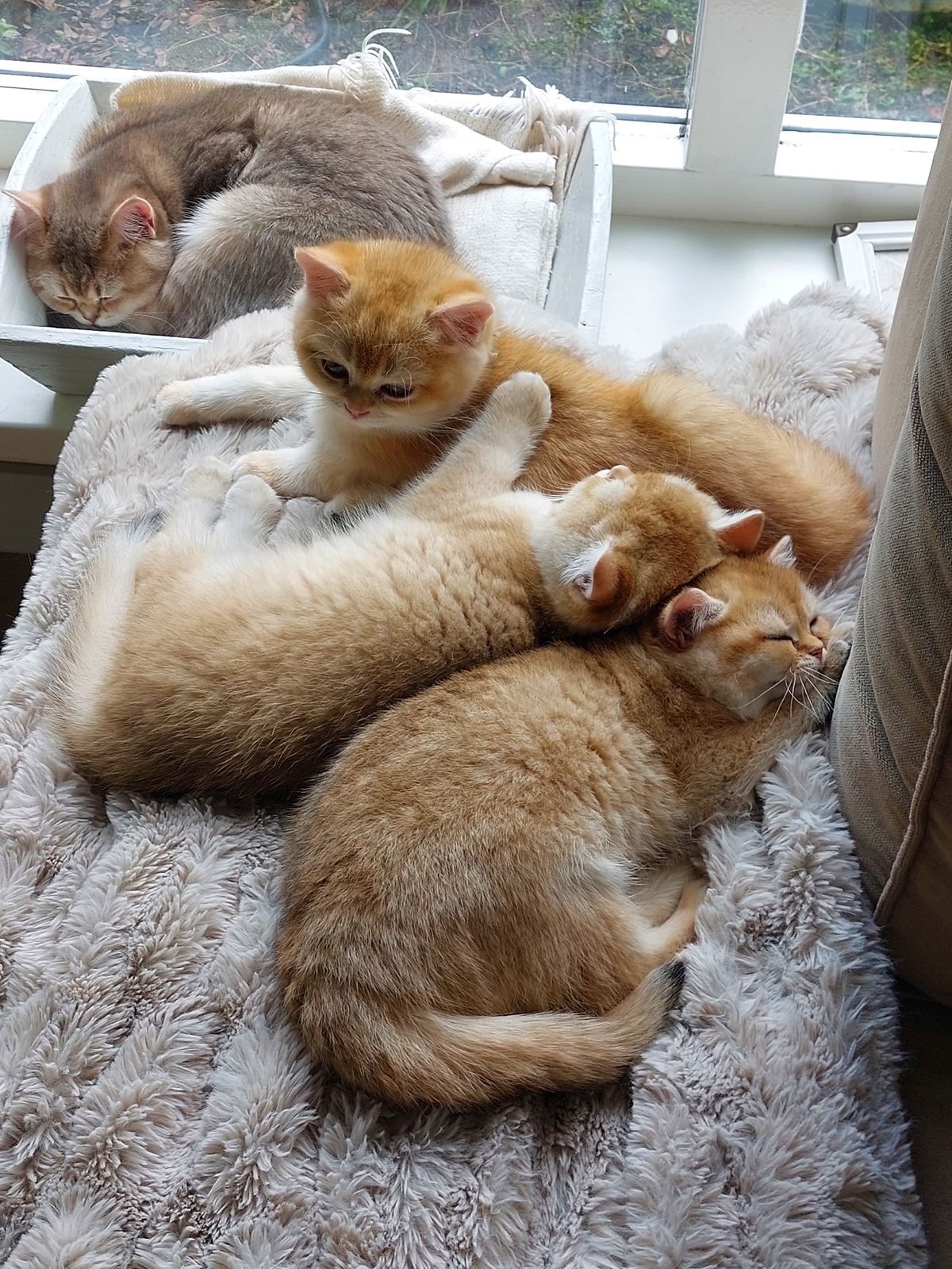 Kittens van het B-nest