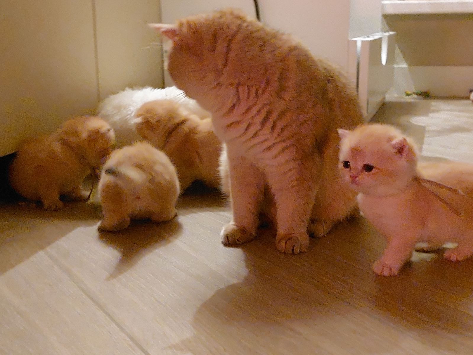 Kittens van het B-nest