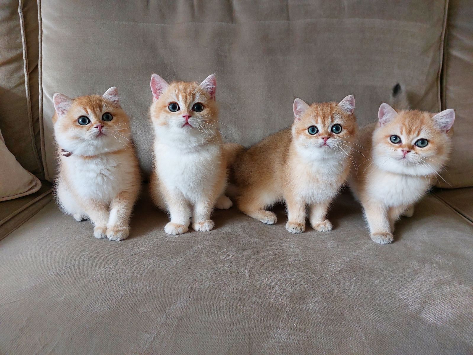 Kittens van het B-nest