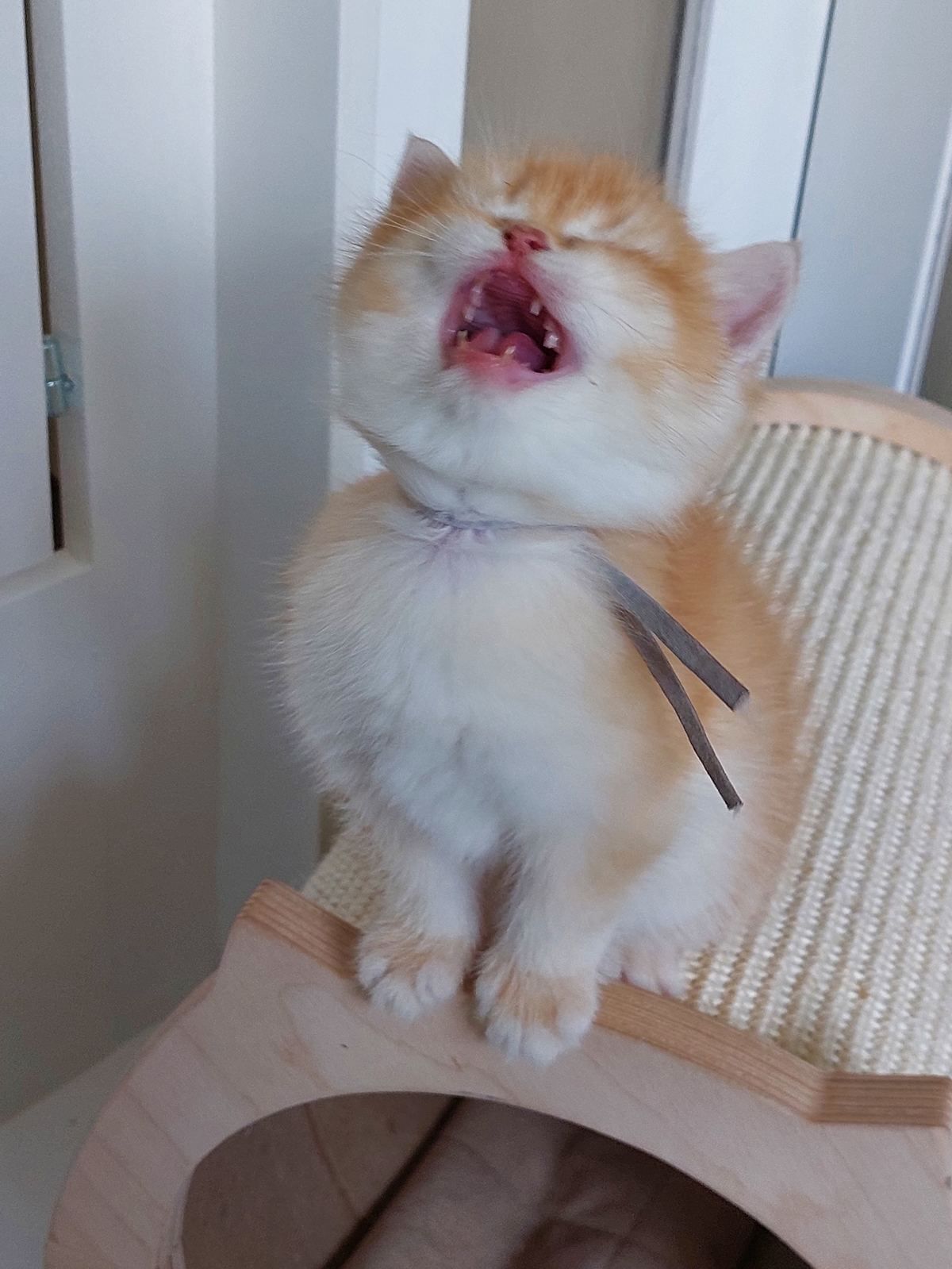 Kitten van het B-nest