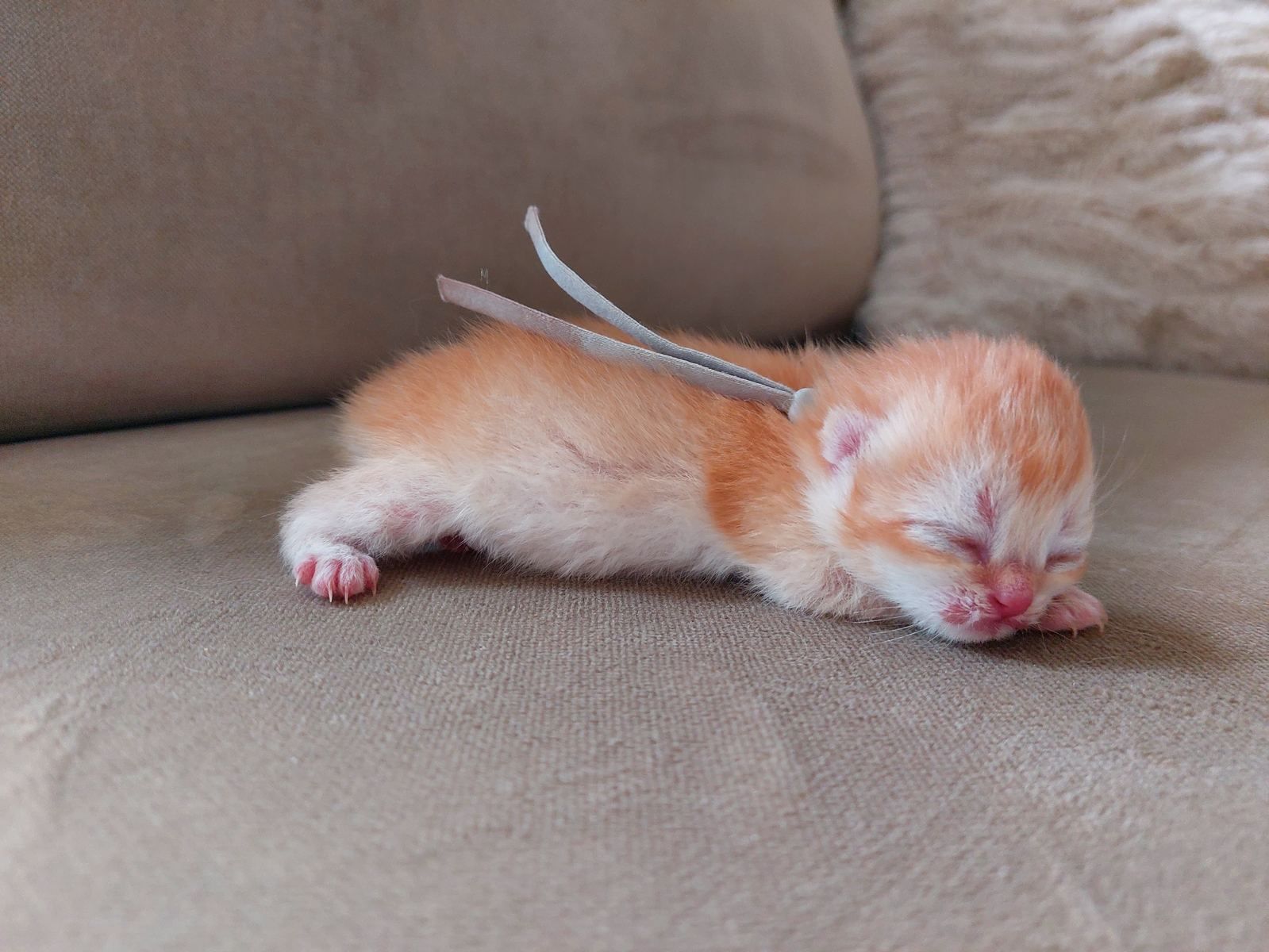 Kitten van het B-nest