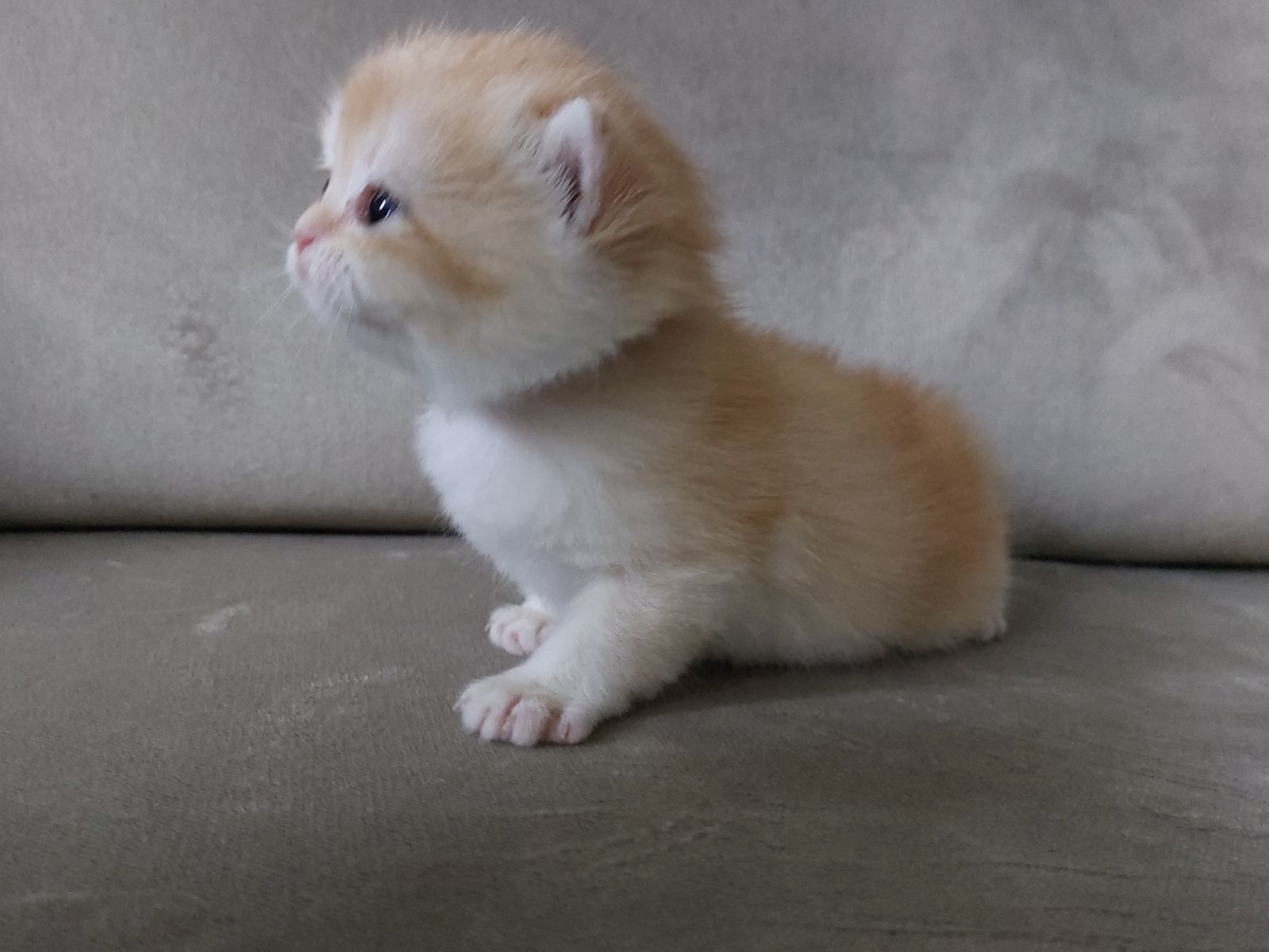 Kitten van het B-nest