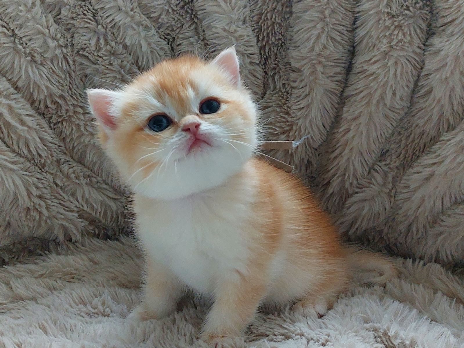 Kitten van het B-nest