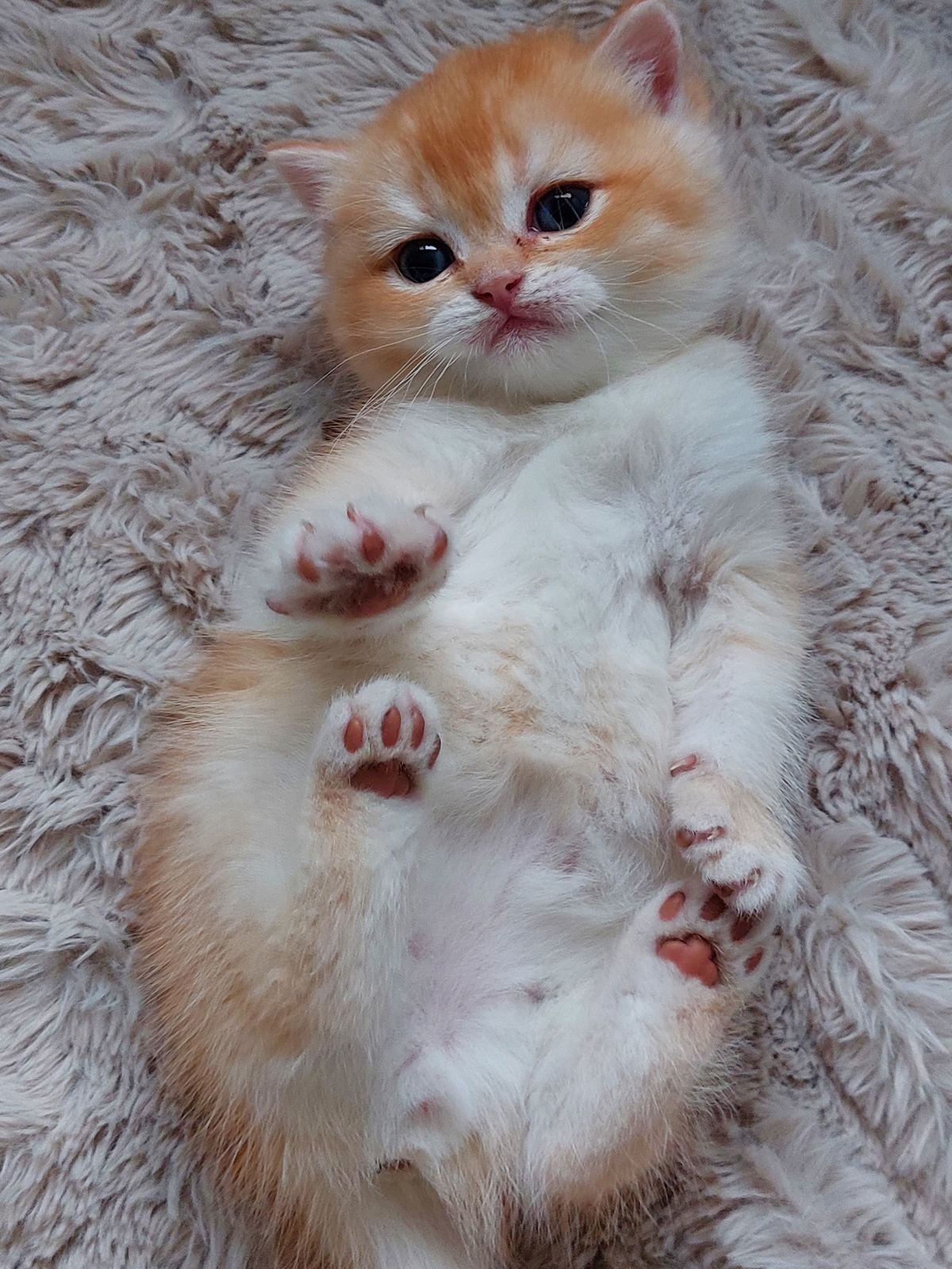 Kitten van het B-nest