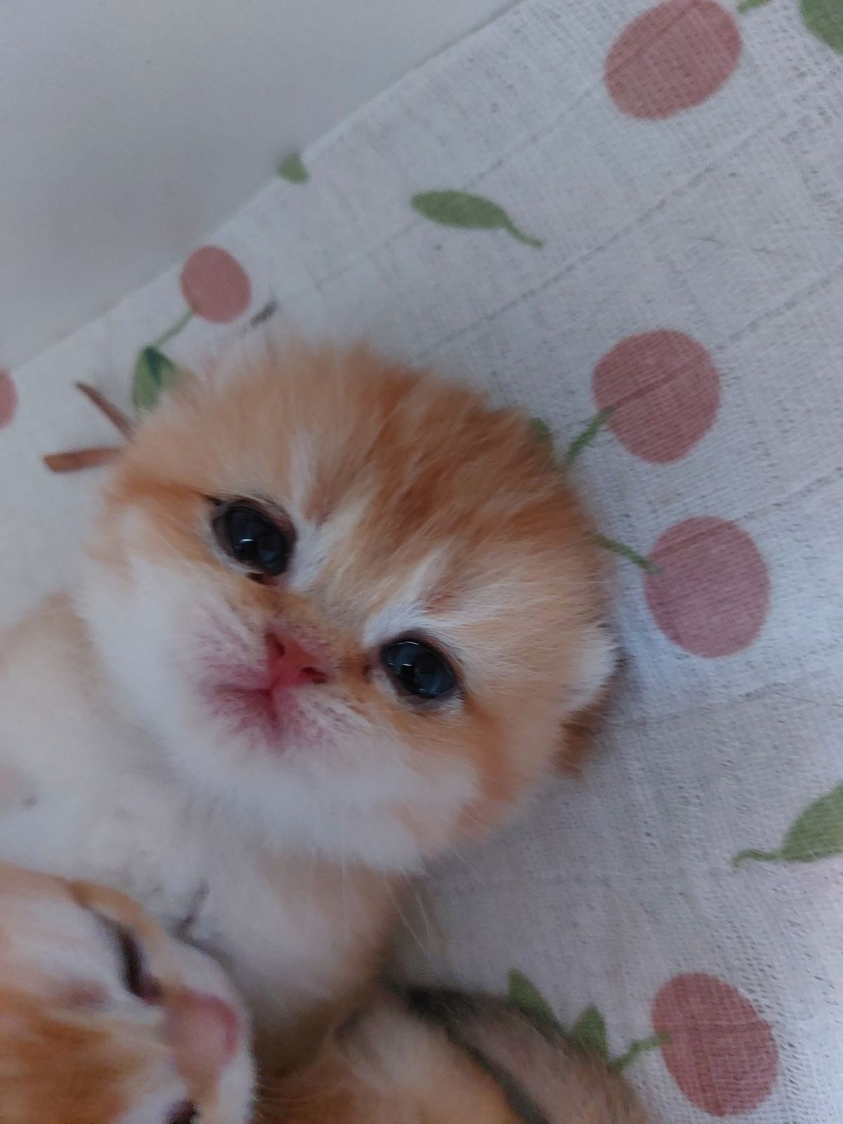 Kitten van het B-nest