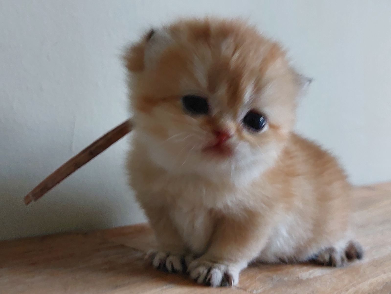 Kitten van het B-nest