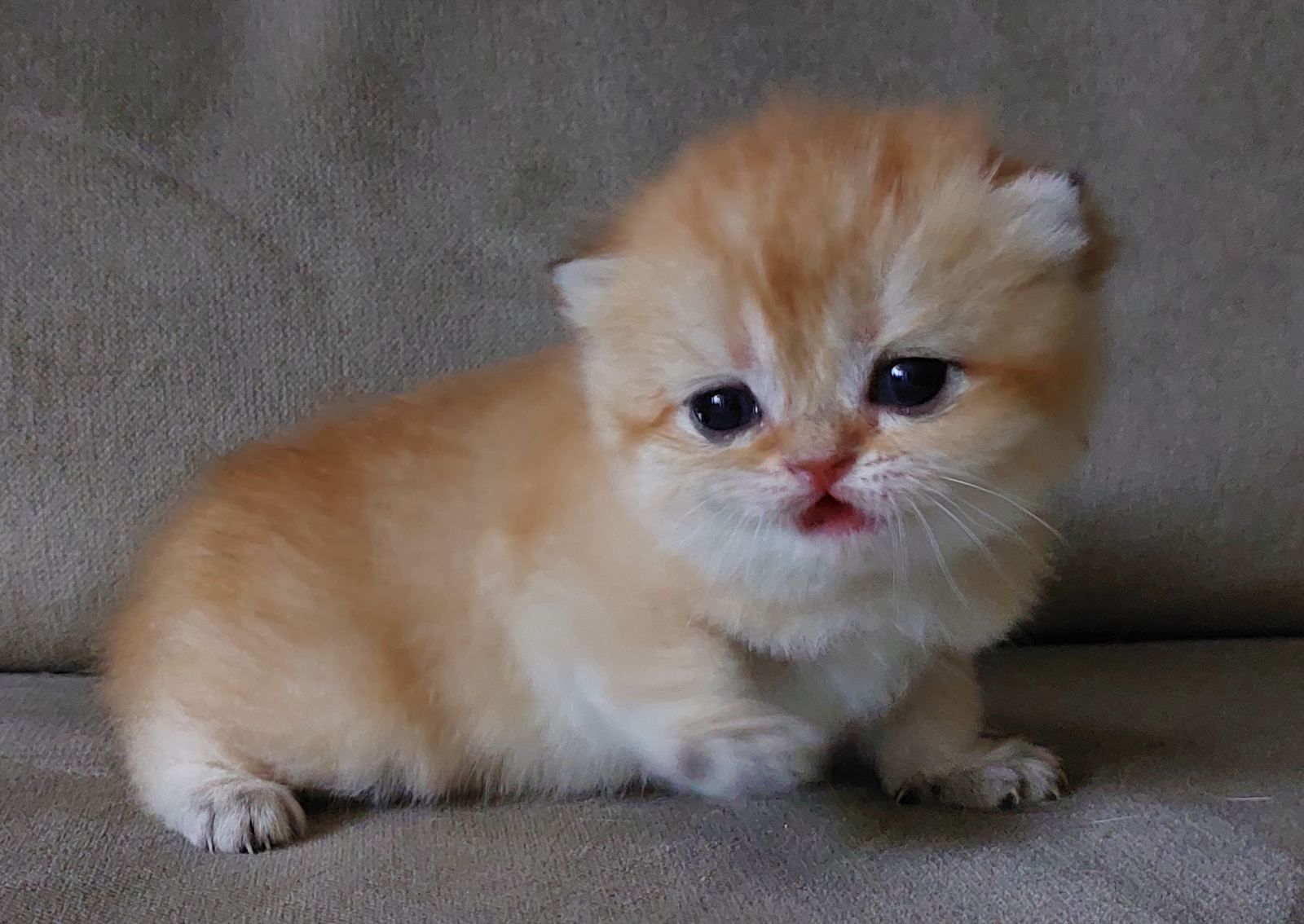 Kitten van het B-nest