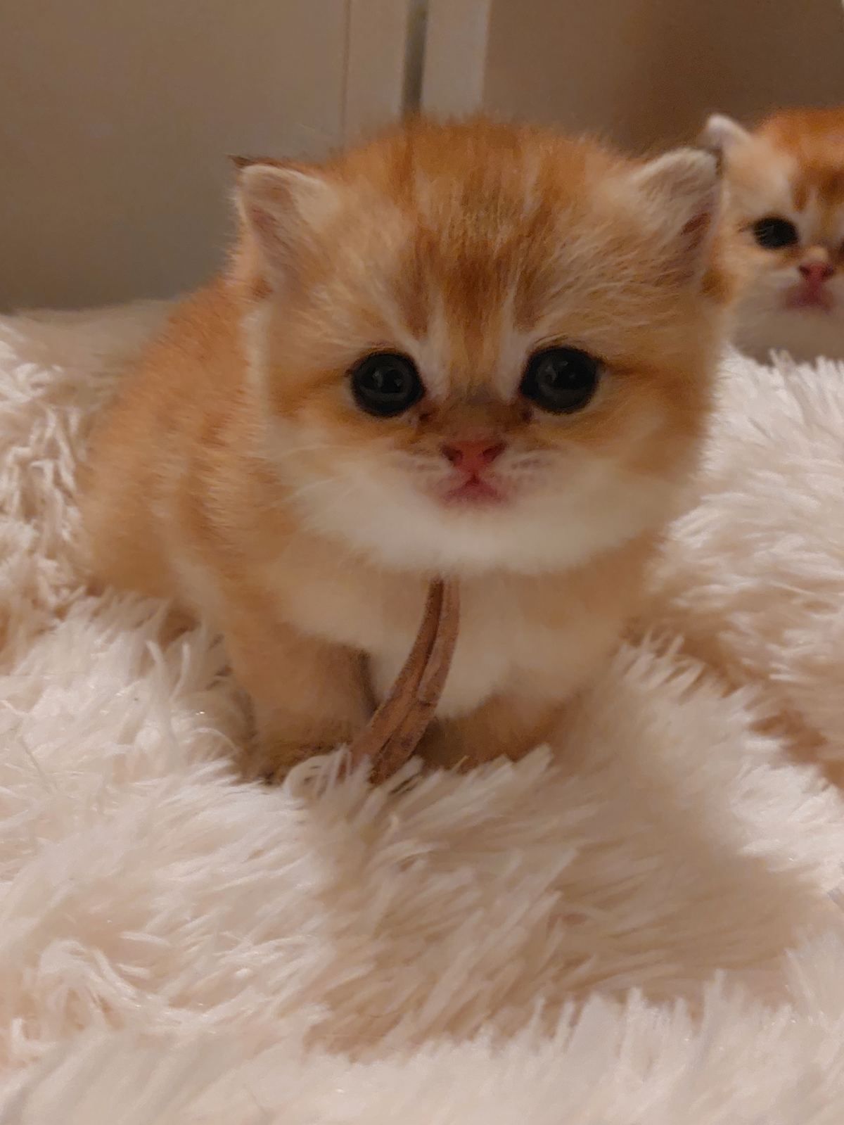 Kitten van het B-nest