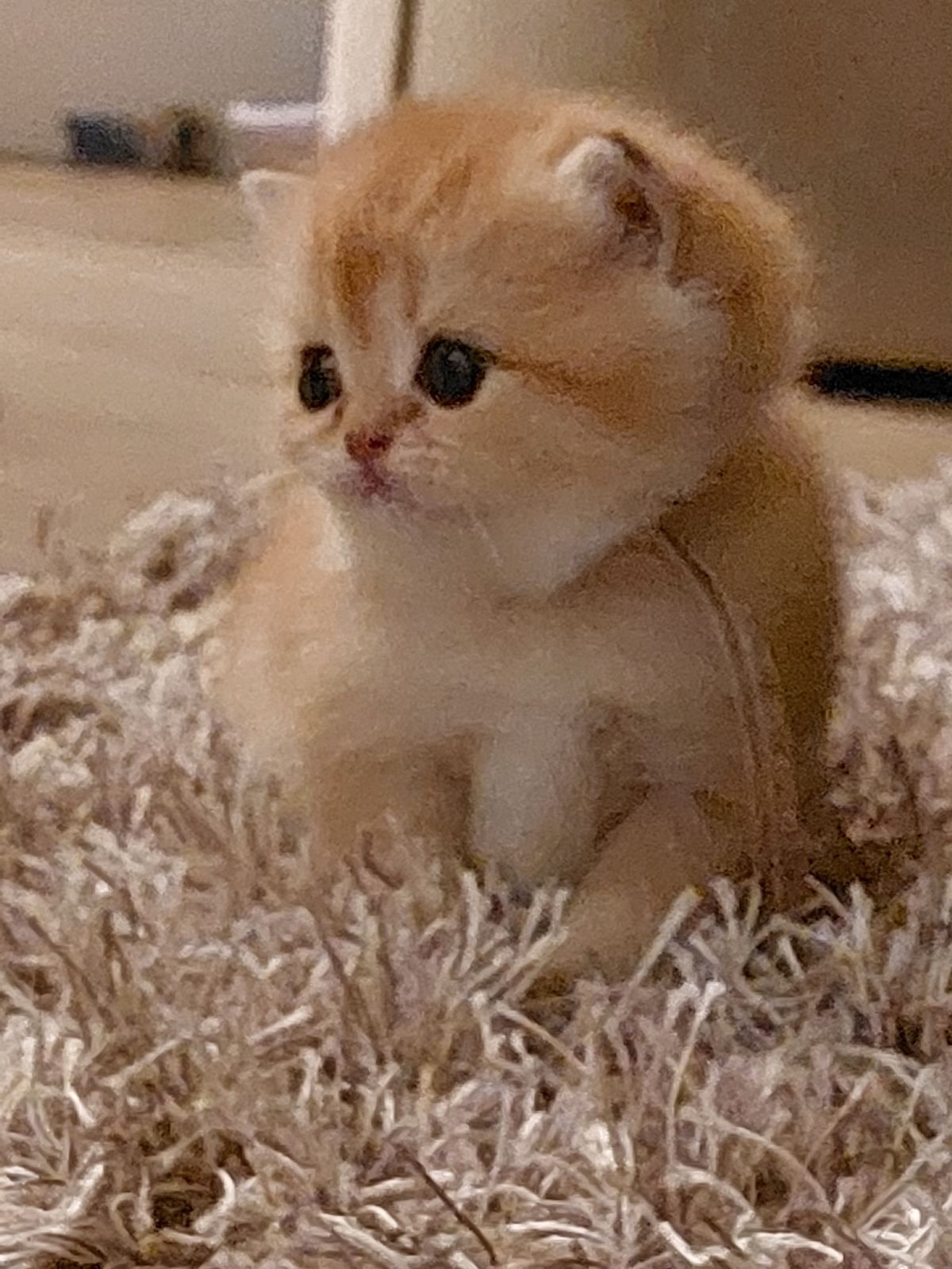 Kitten van het B-nest