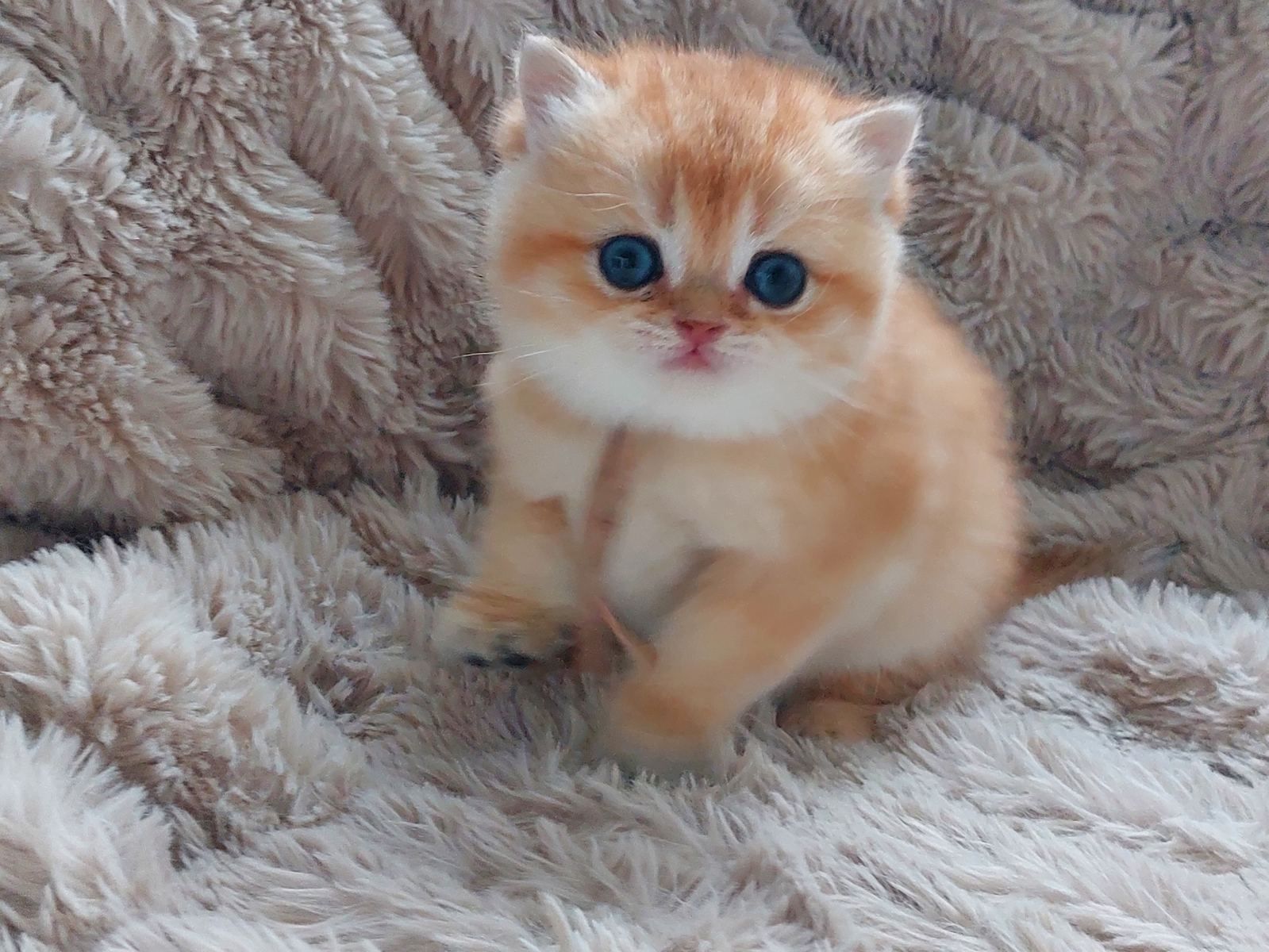 Kitten van het B-nest