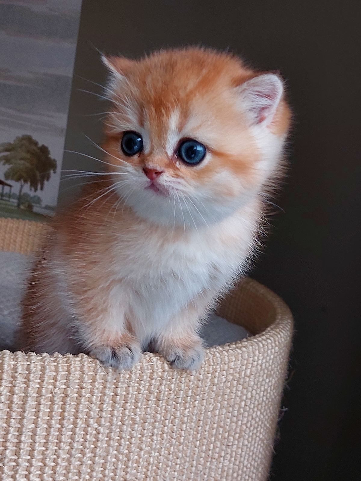 Kitten van het B-nest
