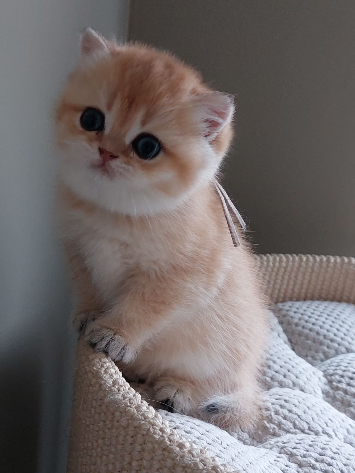 Kitten van het B-nest