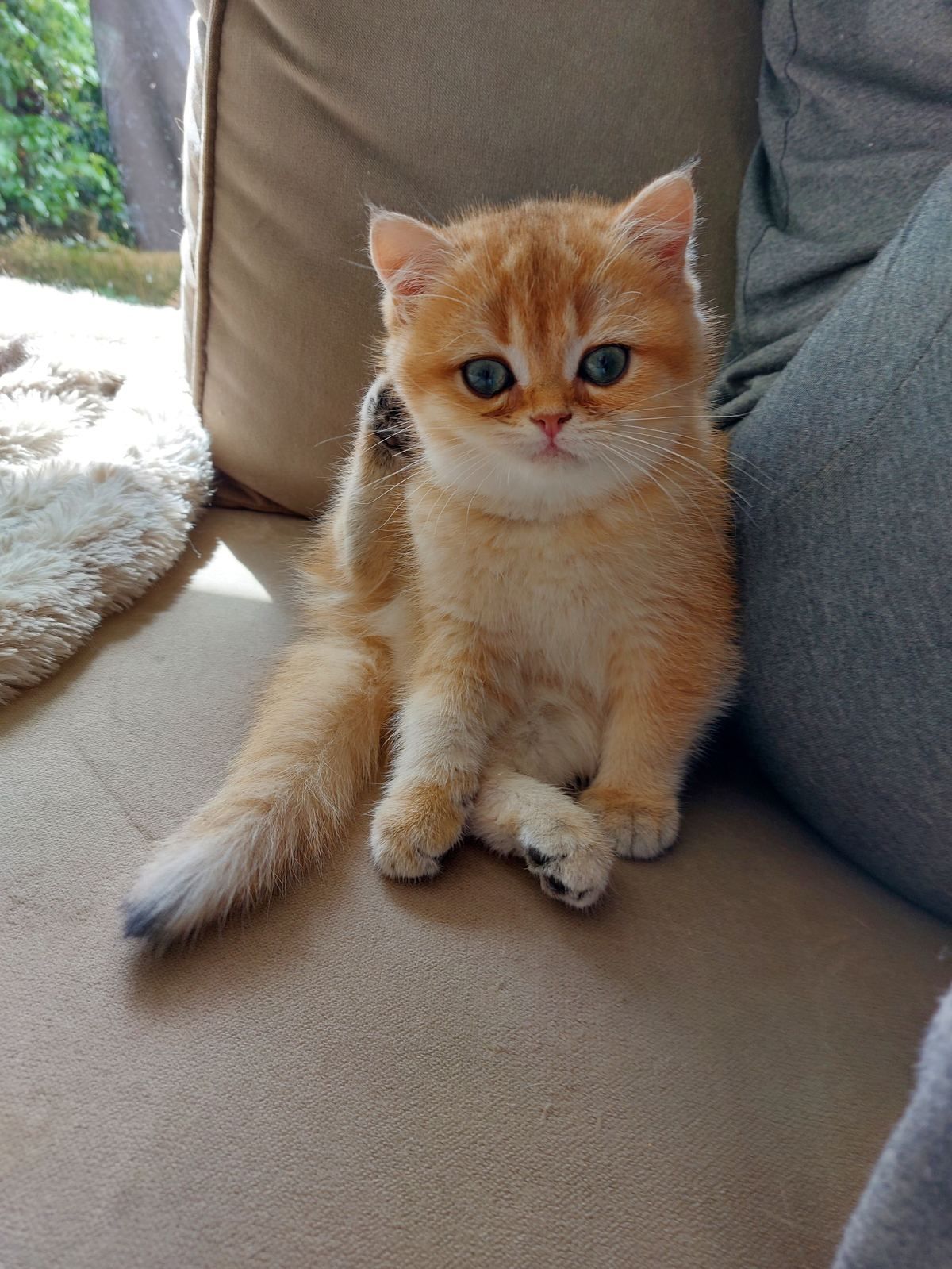 Kitten van het B-nest