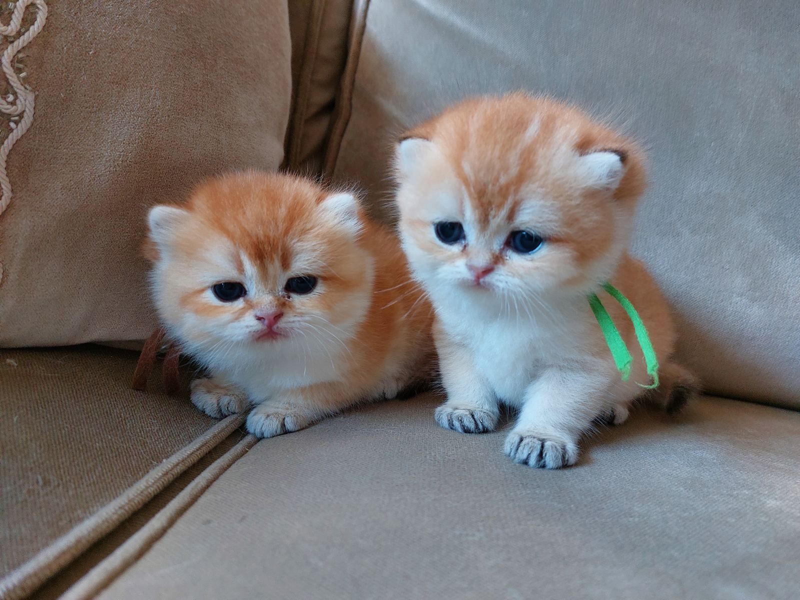 Kitten van het B-nest